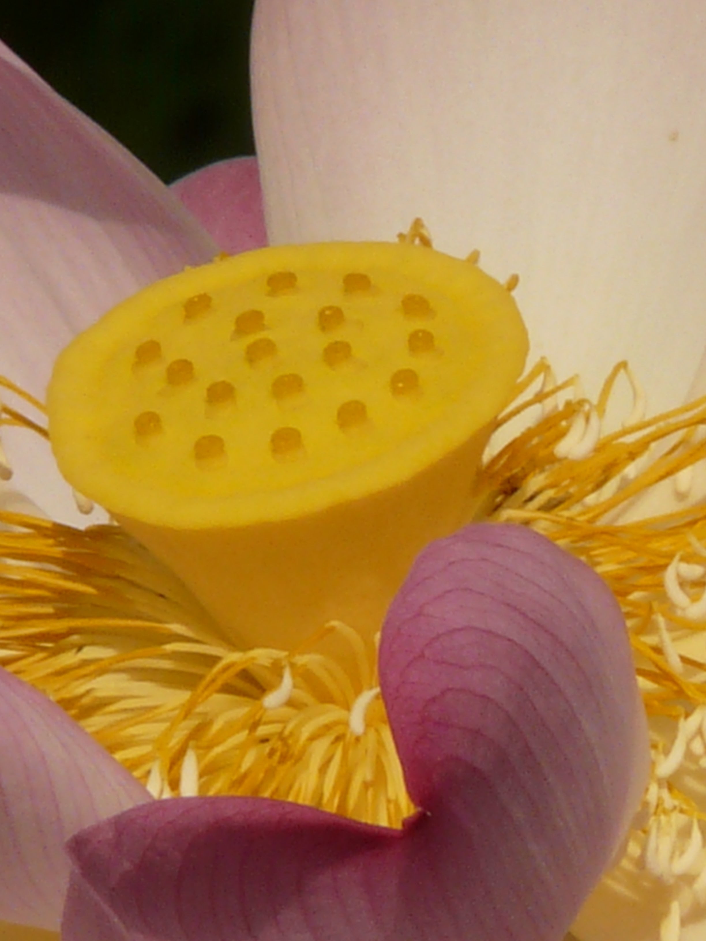 lotus plants, vulnerability, purple, lotus blossom, nelumbo, freshness, wellbeing, flower, nelumbium speciosum, no people, pollen, indoors, yellow, plant, Phone HD Wallpaper