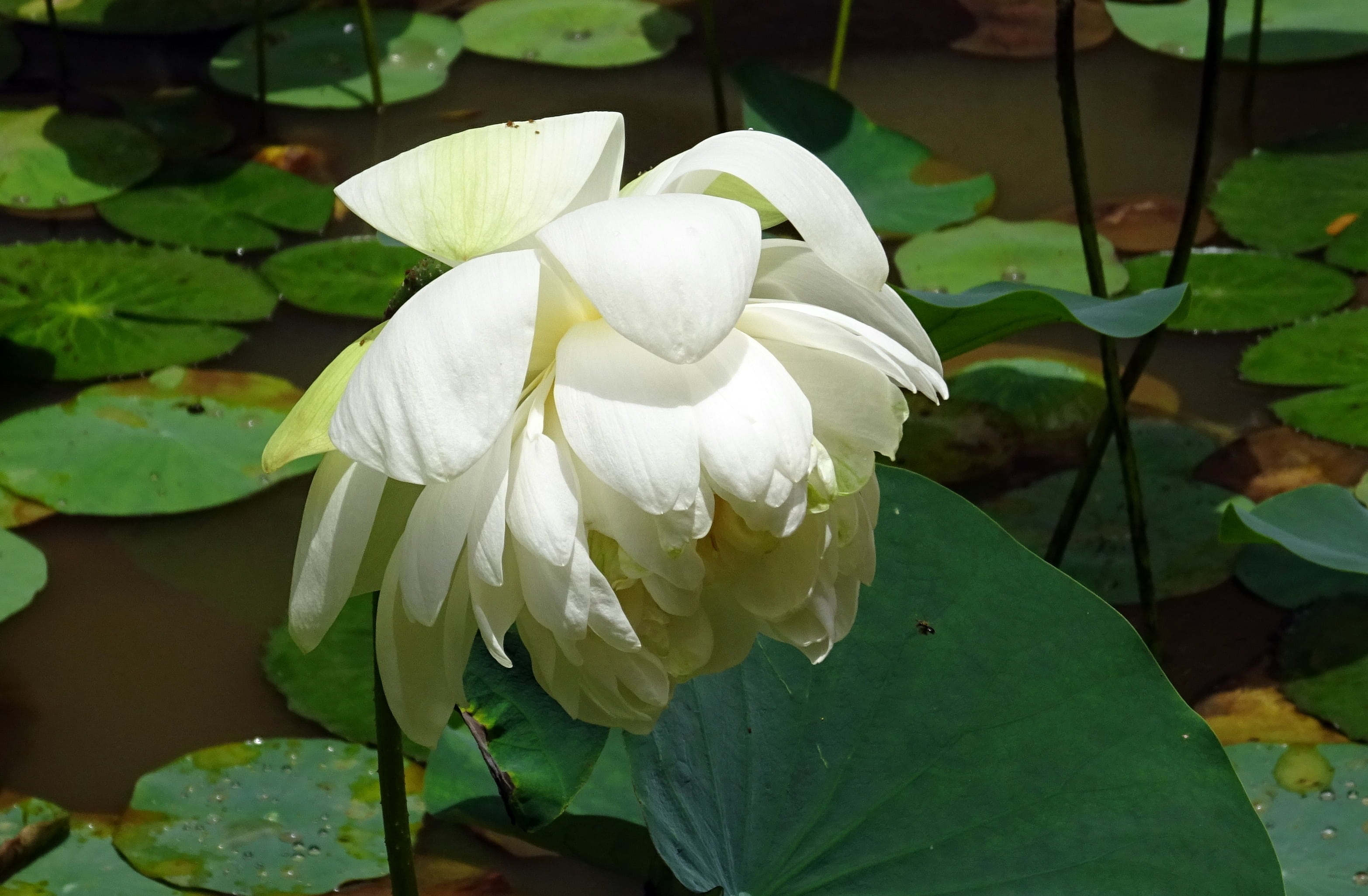 white, lotus Water Lily, lotus, flower Head, plant, no people, flower, flowering plant, 2K, petal, vulnerability, dharwad, karnataka, growth, pond, sacred lotus, HD Wallpaper