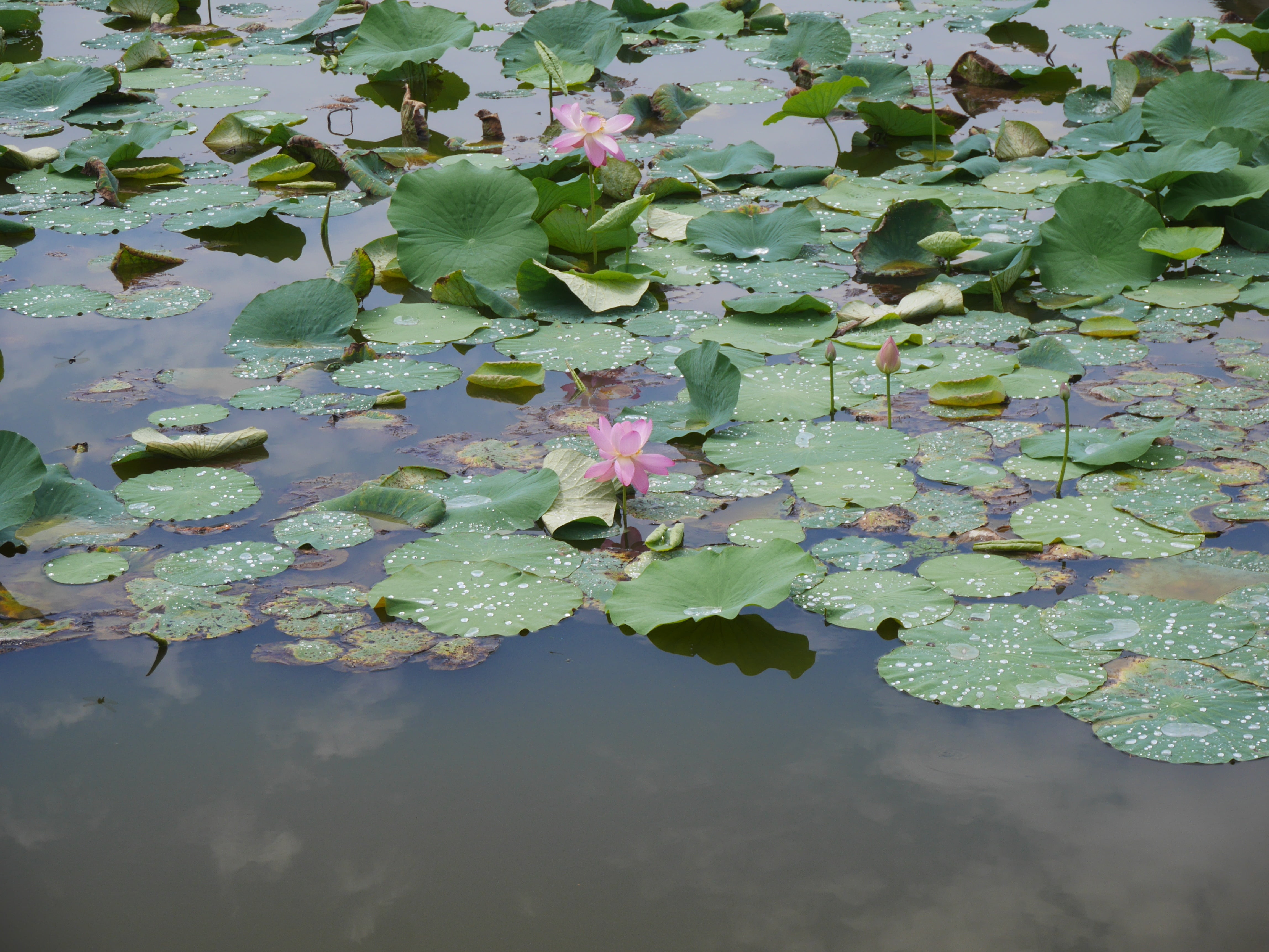 lotus water lily, nature, leaf of nelumbo nucifera, lotus, pink, beauty in nature, 4K, flowering plant, leaf, waterfront, lake, green color, pond, lotus flower, HD Wallpaper