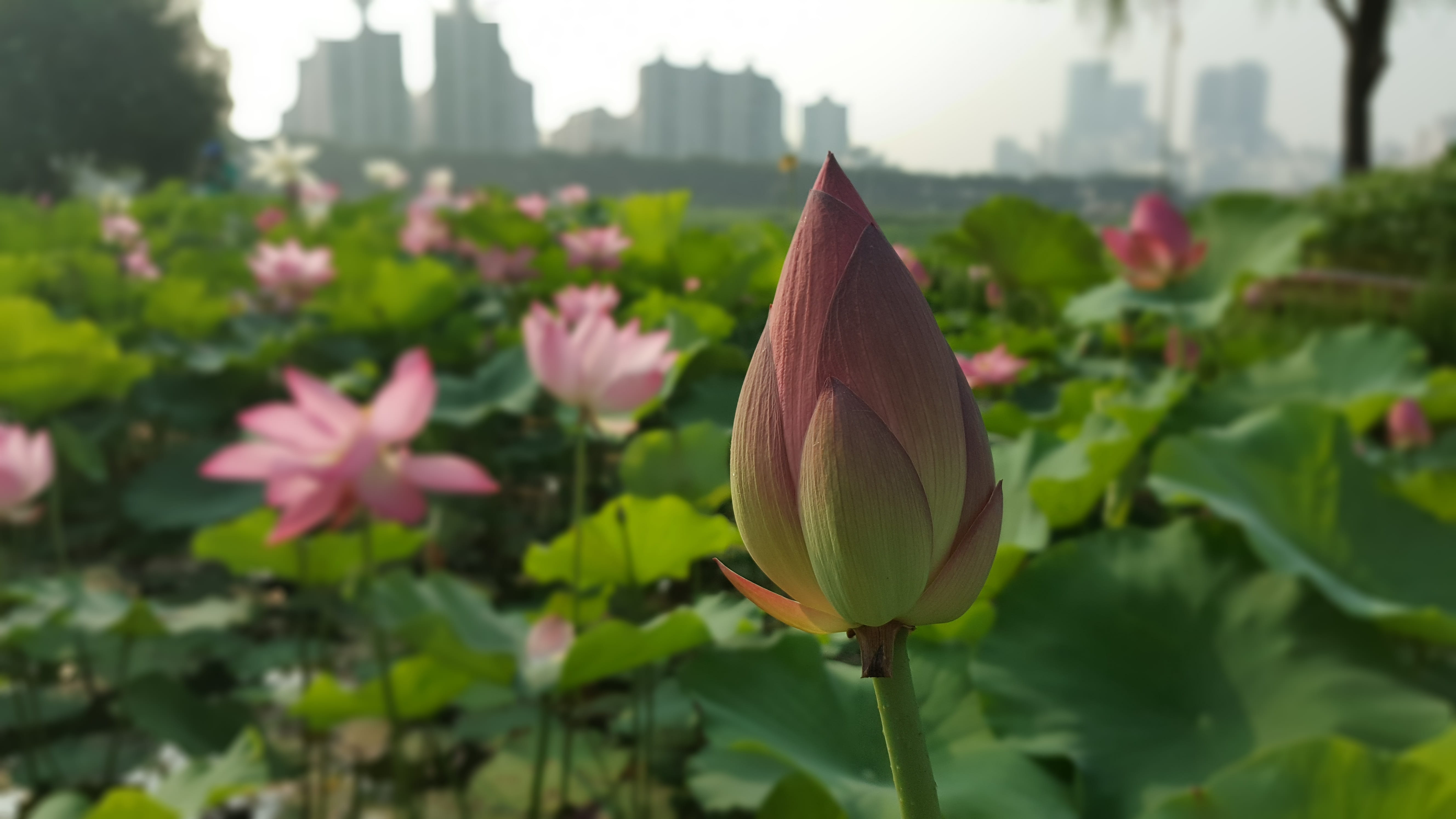 flowering plant, freshness, growth, Flower, beauty in nature, close-up, pink color, nature, 5K, inflorescence, plant, Nelumbo Nucifera, vulnerability, HD Wallpaper