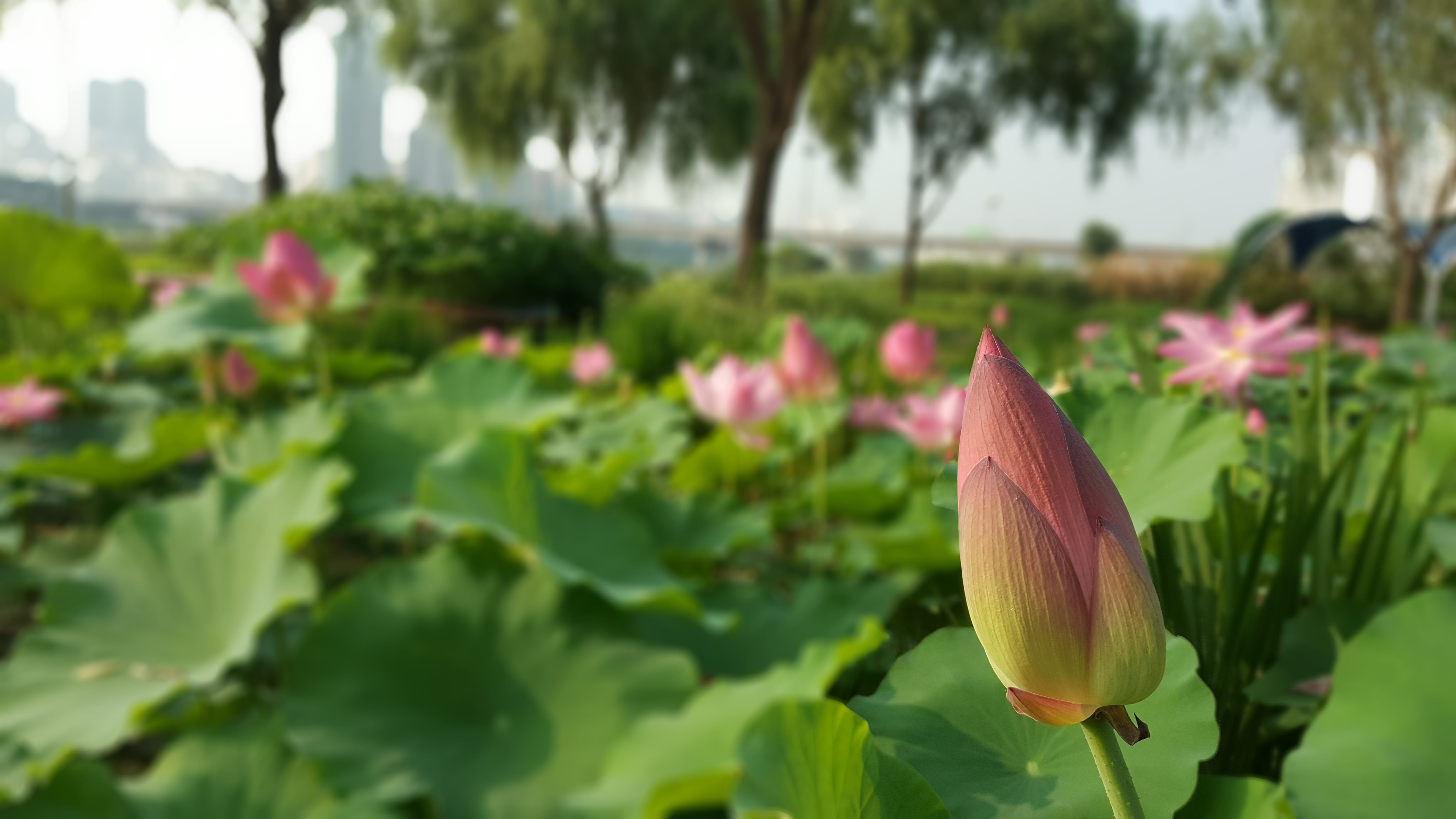 close-up, flowering plant, summer, focus on foreground, beauty In Nature, sacred lotus, 5K, water Lily, flower Head, outdoors, blossom, vulnerability, HD Wallpaper