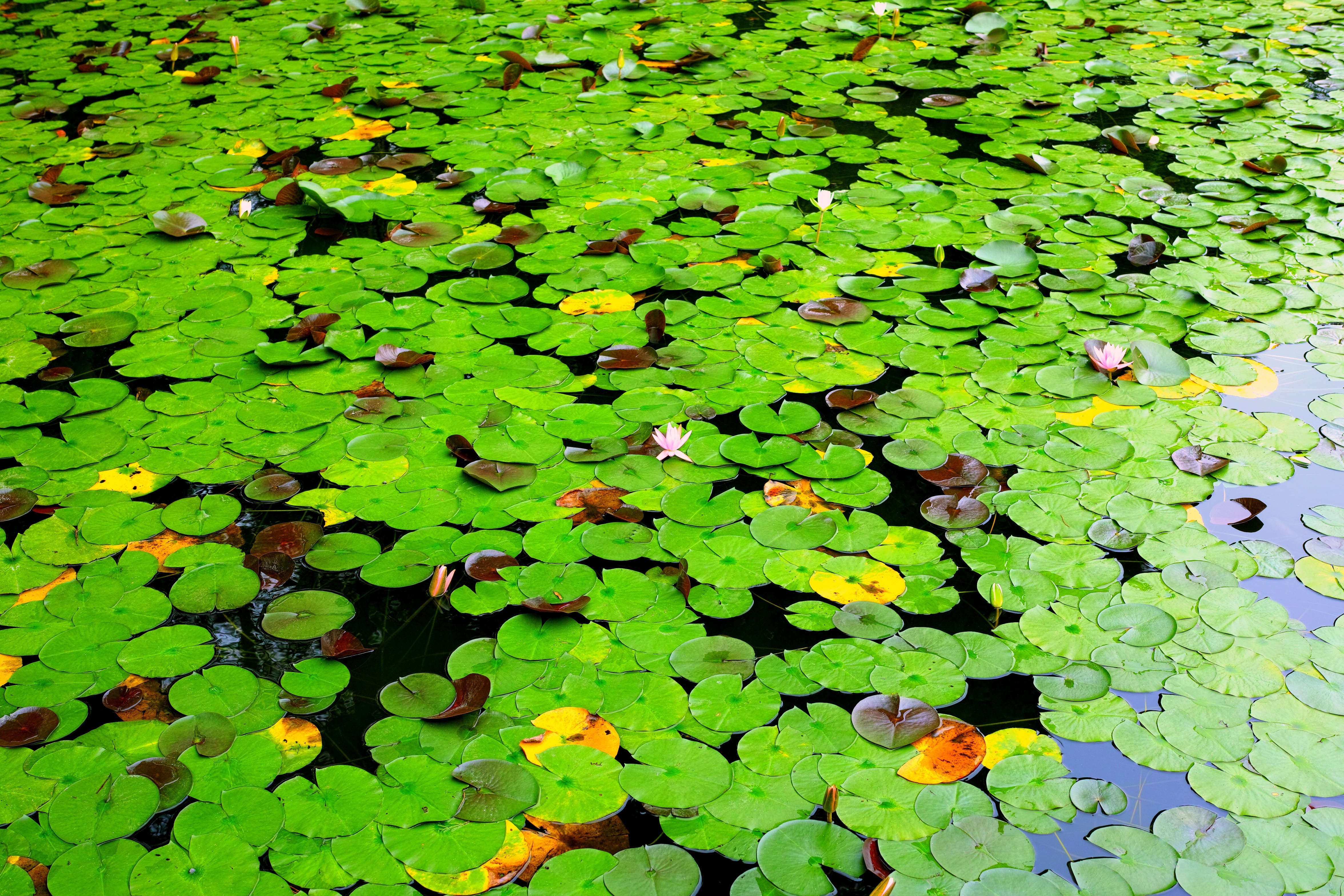 water, shrine, Aquatic Plant, plant, growth, lotus, lotus water lily, nature, leaves, Lotus Leaf, water lily, waterside, abundance, plant part, green color, HD Wallpaper