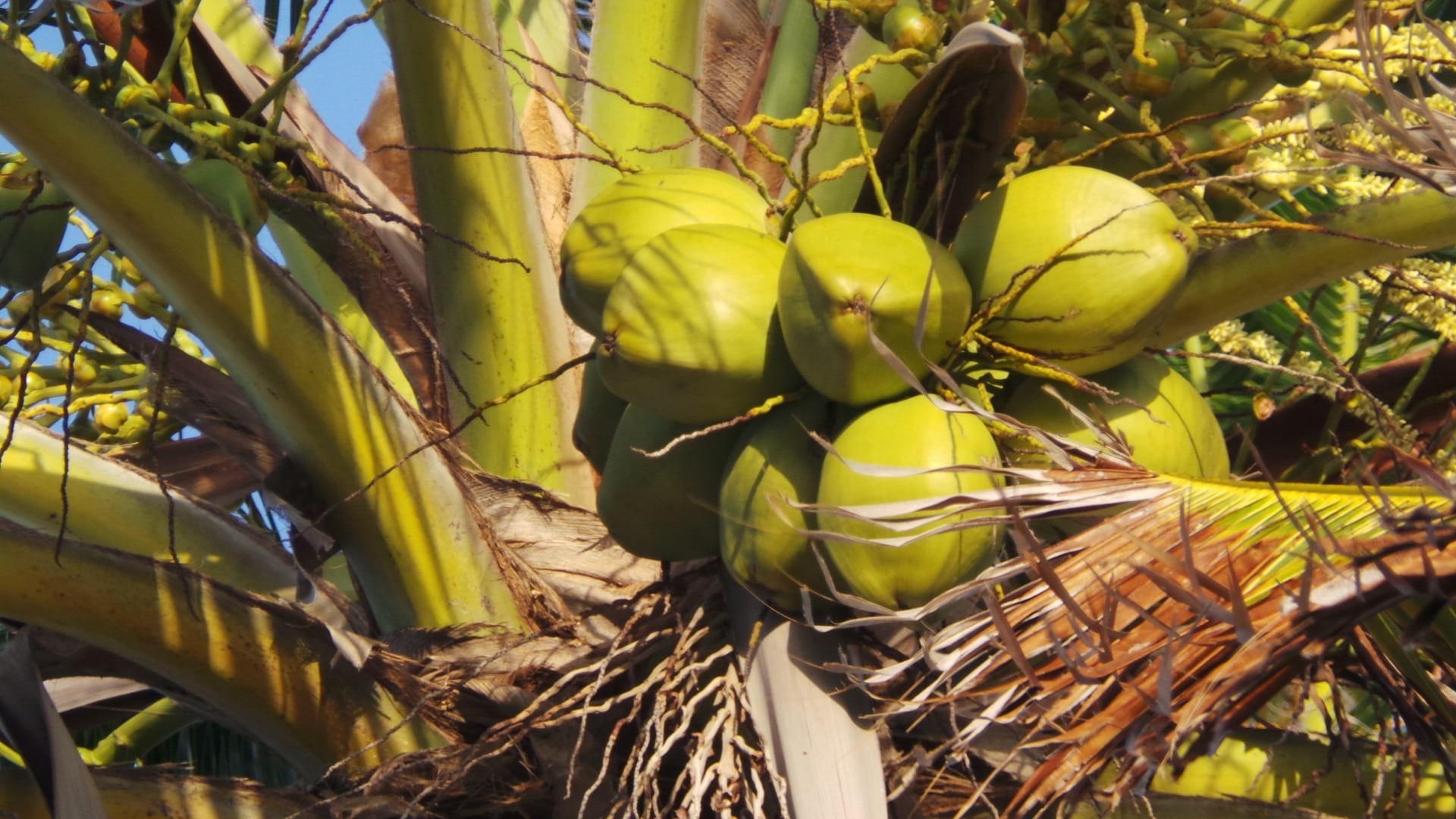 bunch, plant part, tender, coconut, tree, day, tropical, no people, beauty in nature, green color, nature, agriculture, palm, close-up, growth, healthy eating, HD Wallpaper