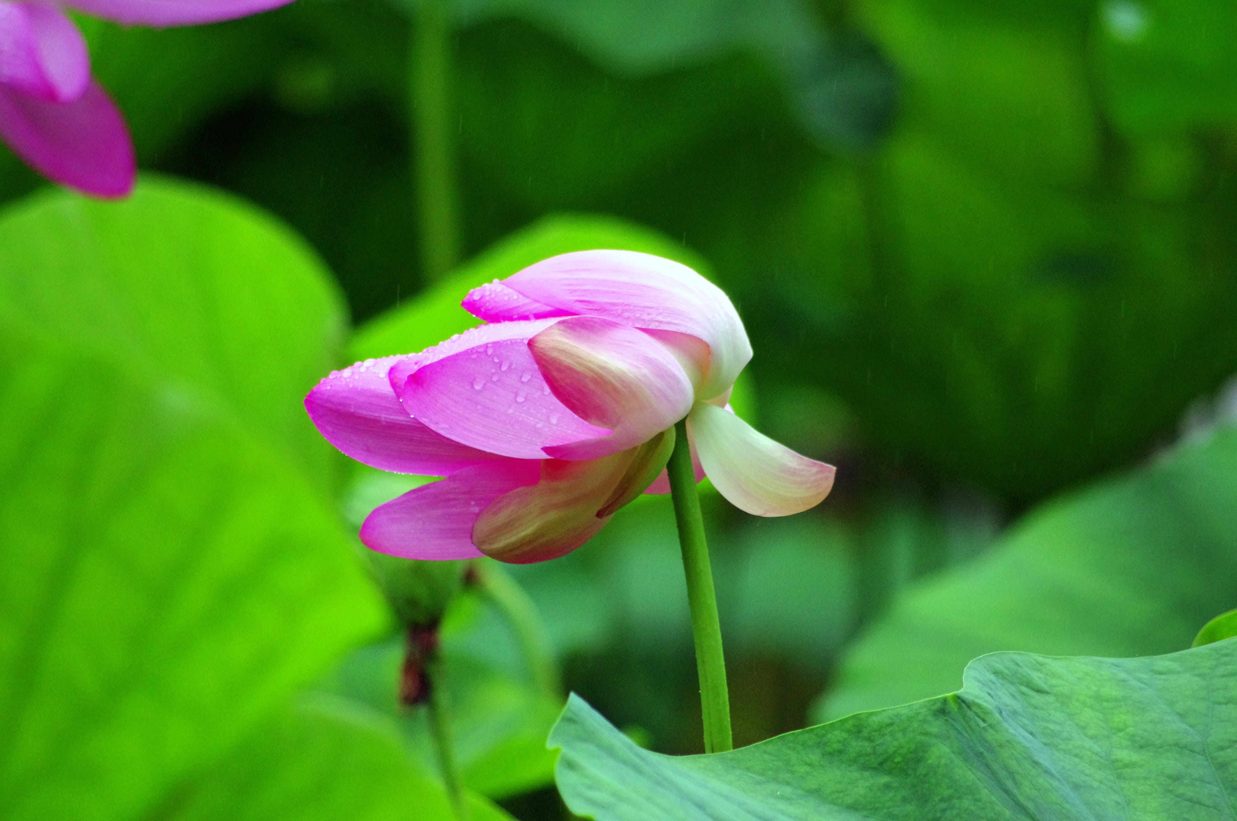 close-up, summer, june, freshness, leaf, pink flower, no people, plant part, growth, flower head, Lotus Flower, water lily, fragility, Plant, inflorescence, HD Wallpaper