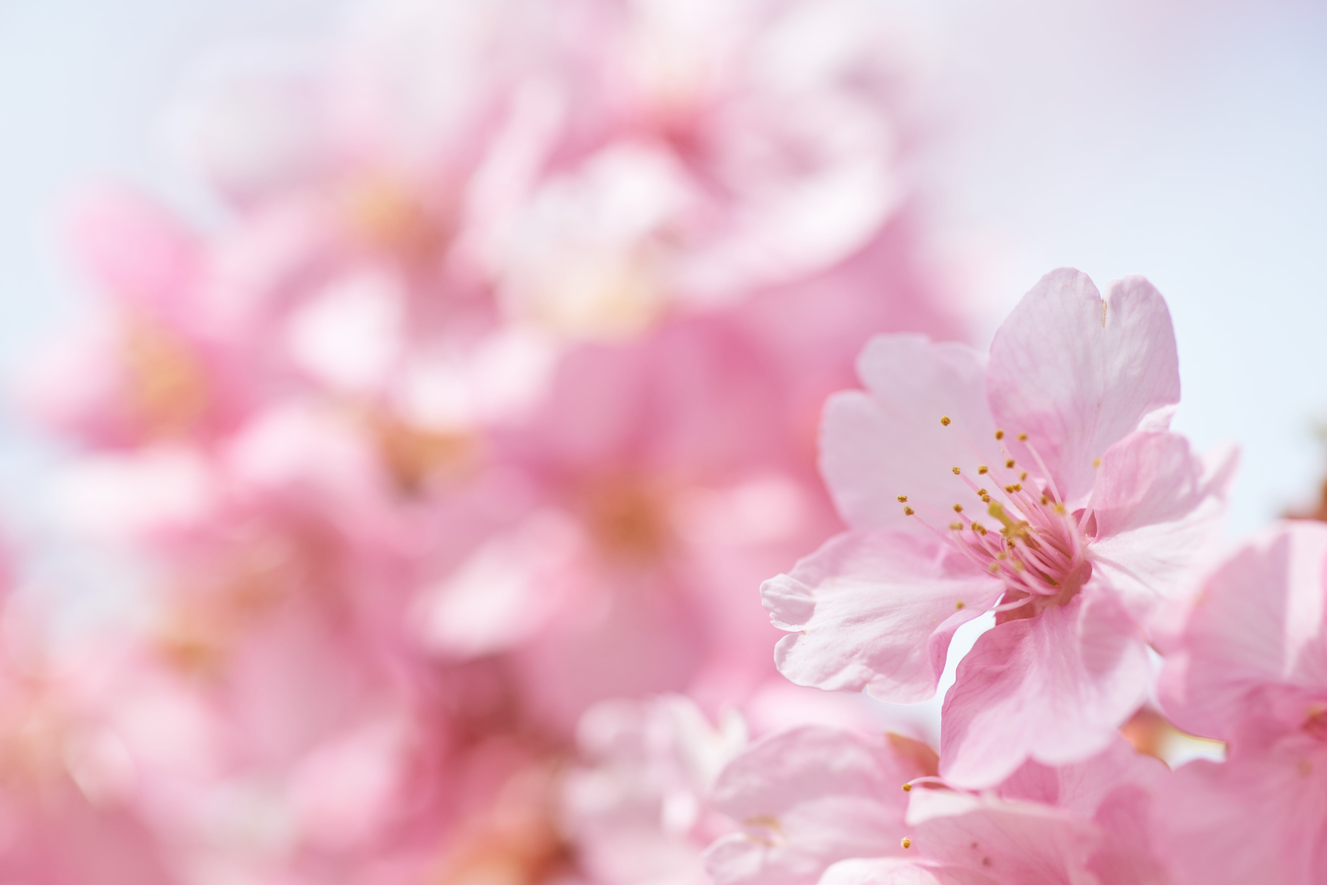 Izunokuni, Zakura, Minolta AF Macro 100mm F2.8, 日本, A-mount, petaled, Kawazu, spring, pink, SLT-A99V, 5K, 静岡, Sony  α99, cherry blossoms, flower, selective, HD Wallpaper