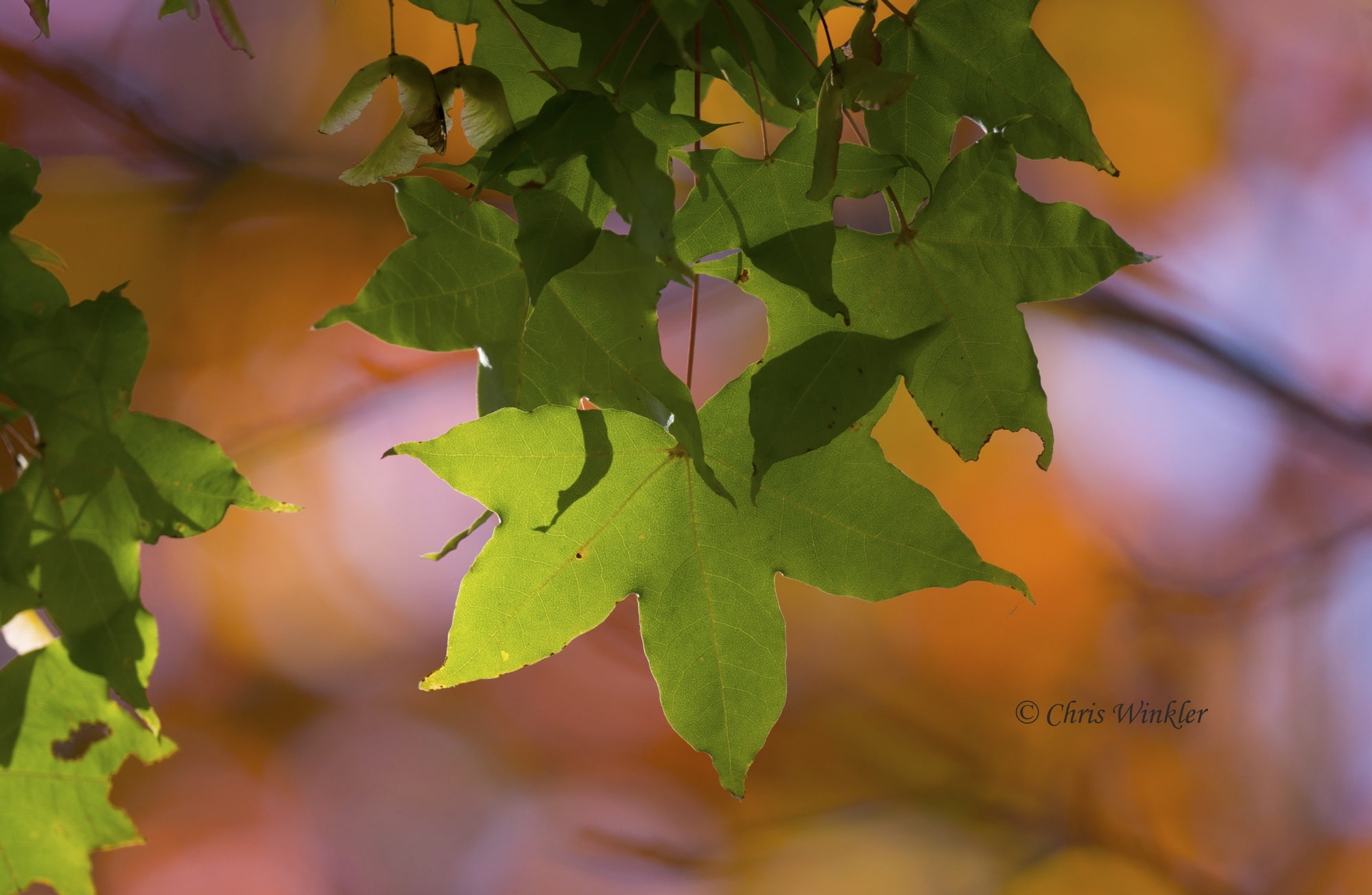 Autumn, Fall, plant, tree, green, freshness, nature, leaf, no people, green color, outdoors, tranquility, growth, slta77v, Leaves, sonyalphadslr, selective focus, HD Wallpaper