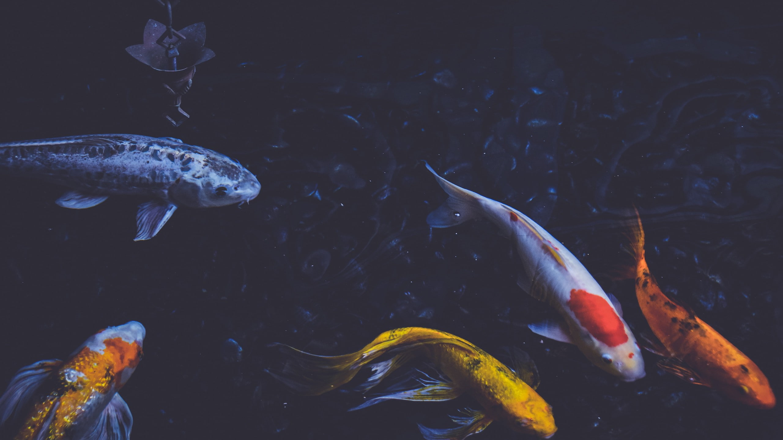 water, fish, animals, 2K, pond, photography, koi, HD Wallpaper