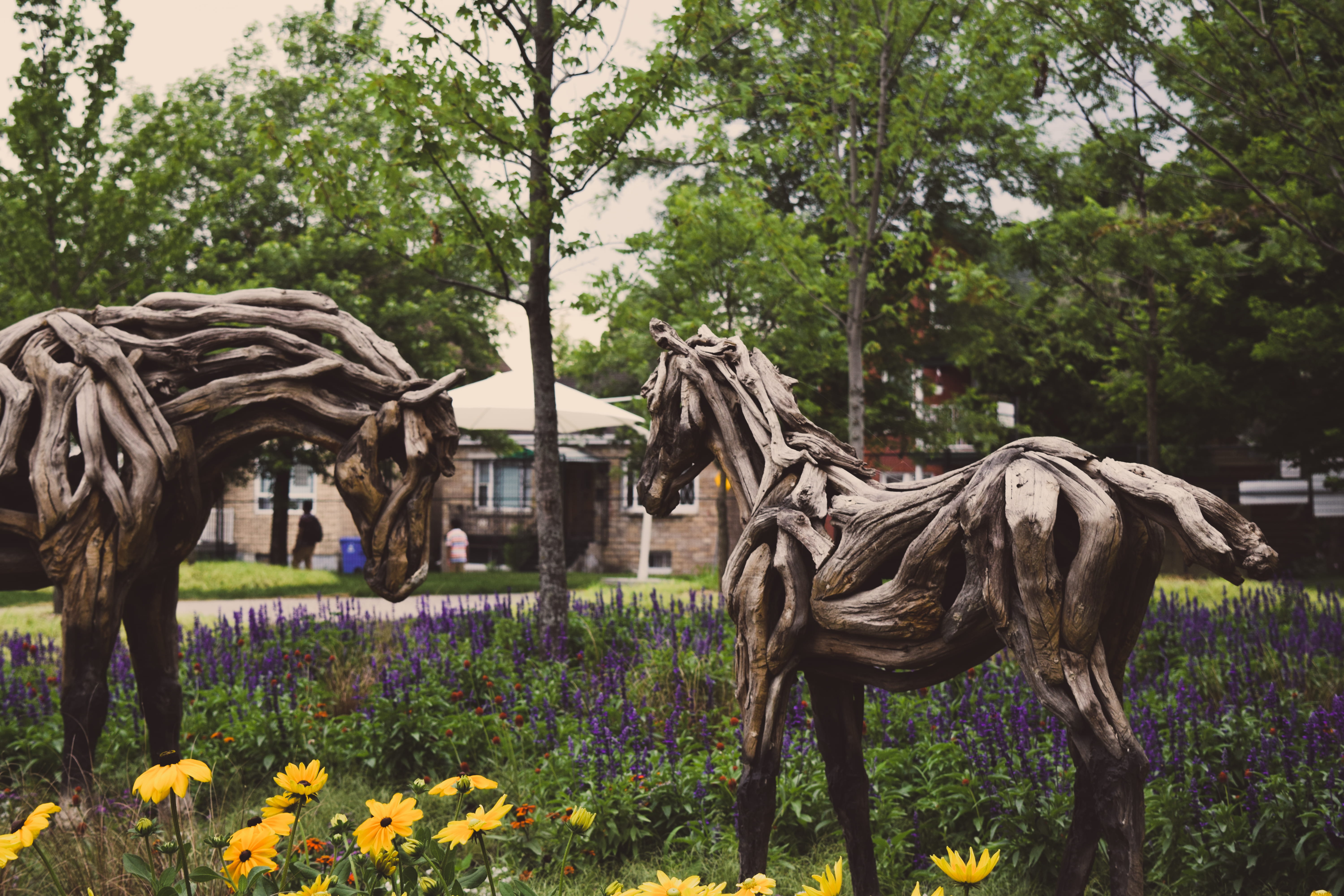 horse, quebec, ontario, green, purple, cc, jacques cartier park, laurier, canada, growth, sticks, no people, day, vertebrate, livestock, field, lavendar, HD Wallpaper