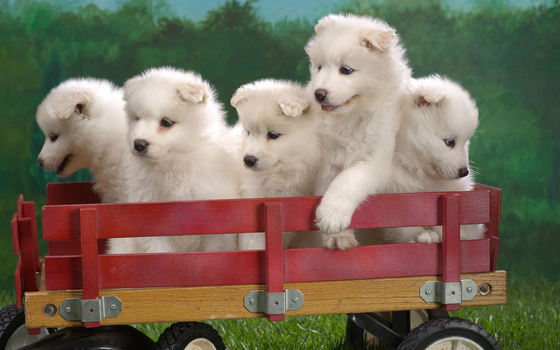 wagonload, puppies, 1080P, samoyed, HD Wallpaper