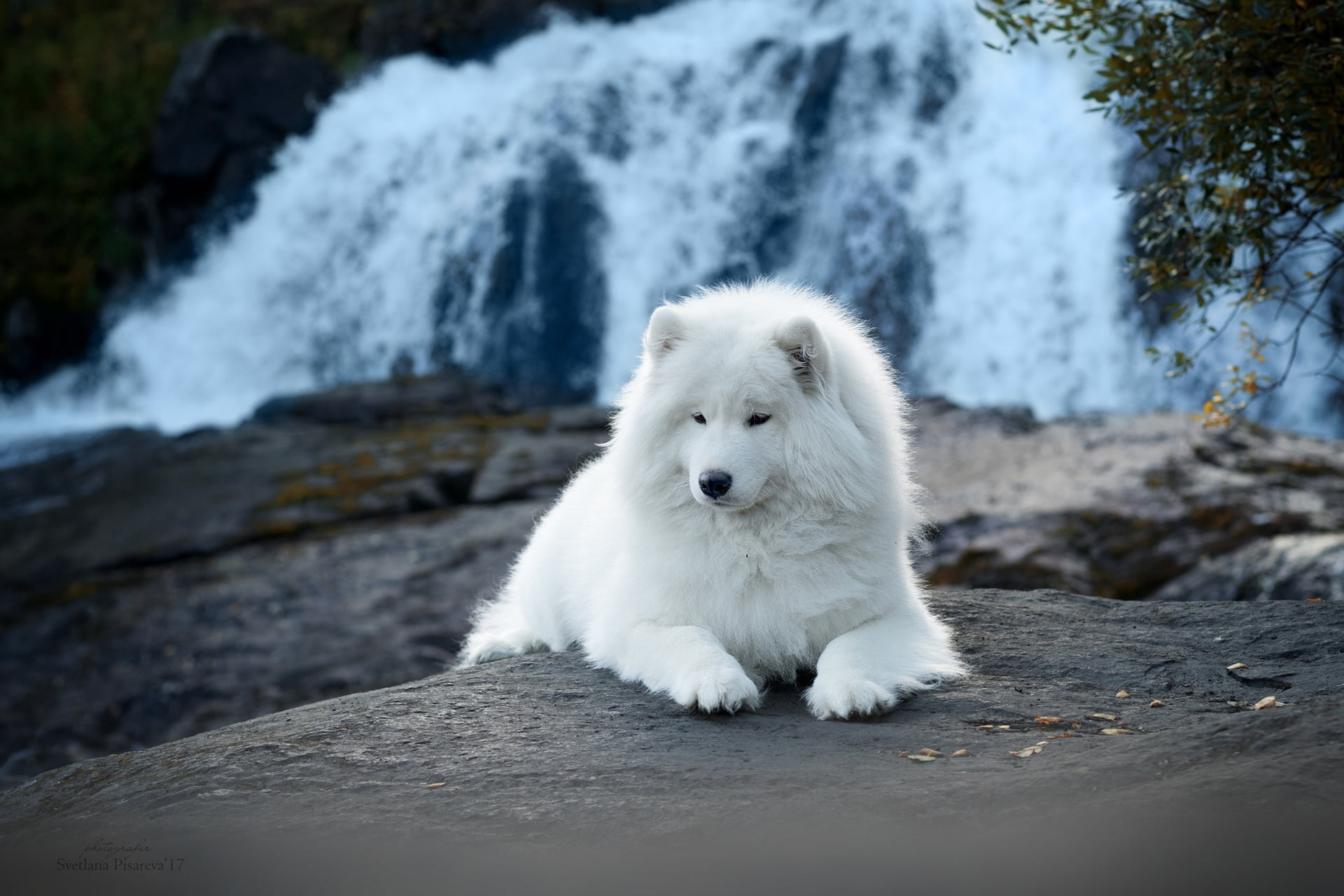 dog, waterfall, 1080P, Samoyed, nature, HD Wallpaper