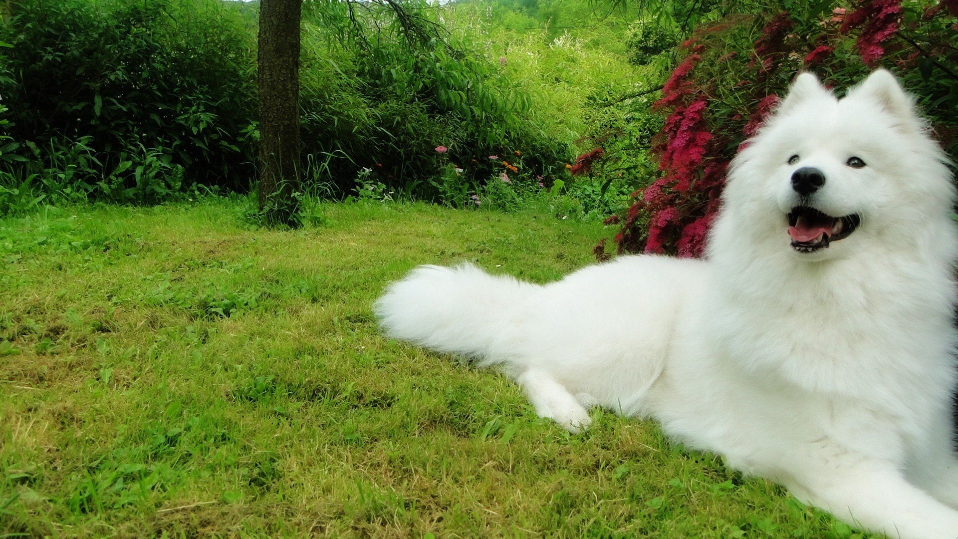 white color, pomeranian, mammal, animal, plant, Canine, animal themes, dog, pets, dogs, domestic, grass, growth, day, mouth open, no people, nature, vertebrate, HD Wallpaper