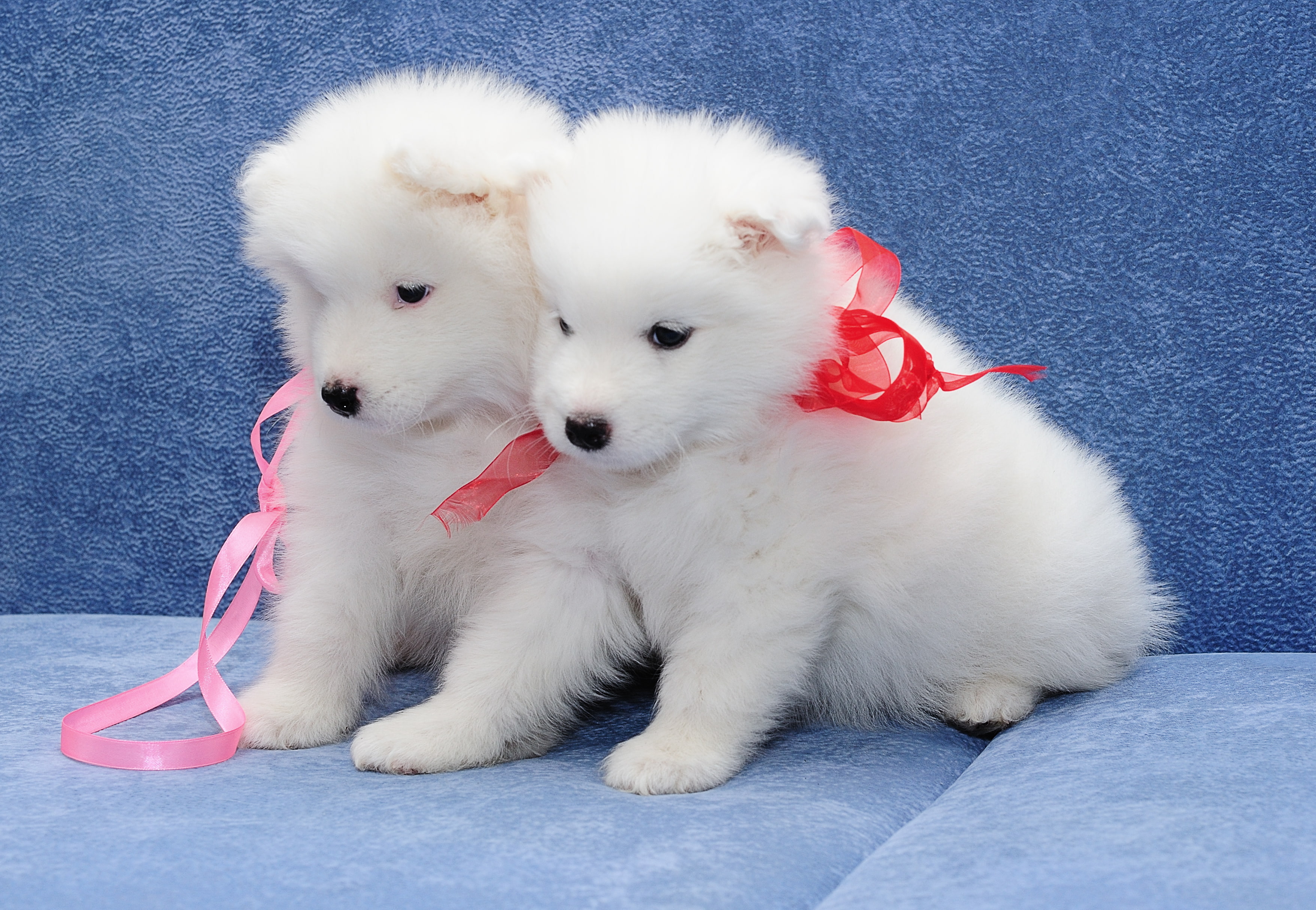 puppies, Samoyed, dogs, 2K, a couple, HD Wallpaper