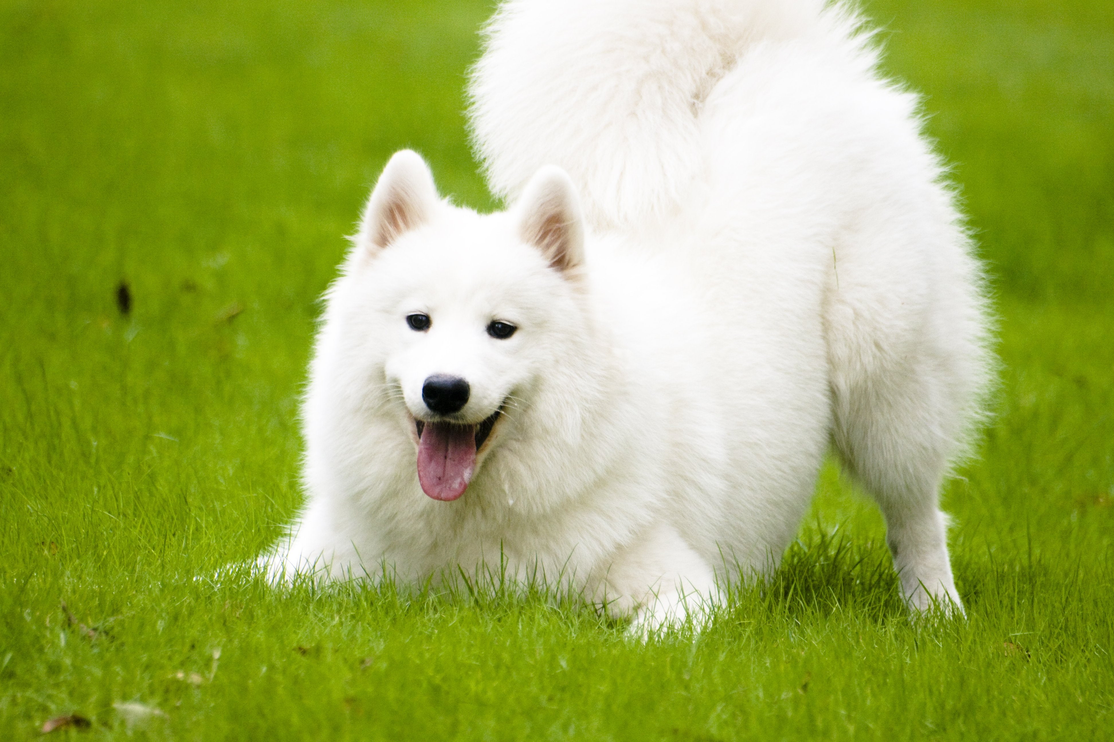 dog, close-up, nature, animal themes, plant, mouth open, pomeranian, animal mouth, samoyed, 4K, green color, grass, animal head, young animal, day, pets, HD Wallpaper