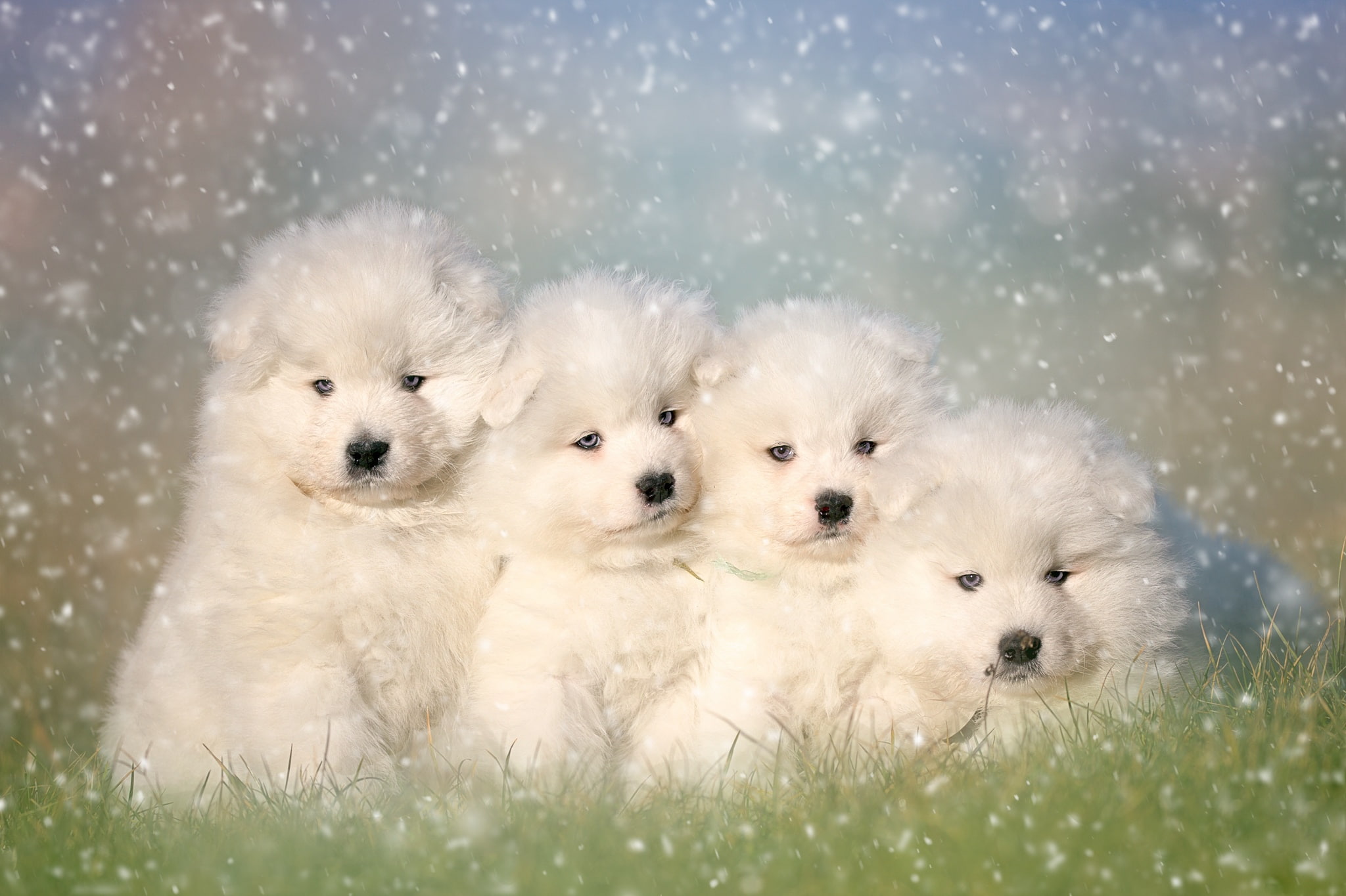 1080P, Quartet, puppies, the Samoyed, Samoyed, HD Wallpaper