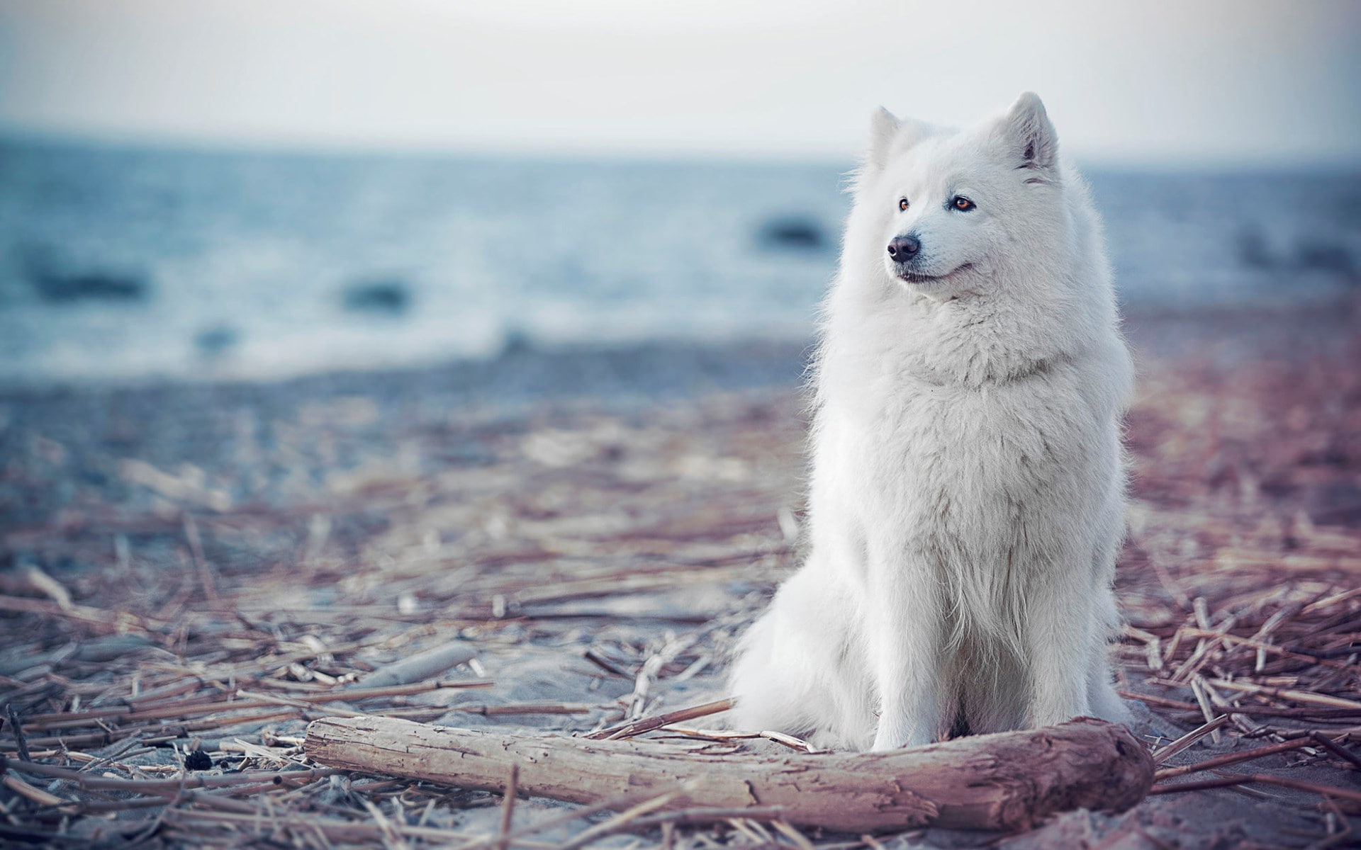 1080P, samoyed, HD Wallpaper