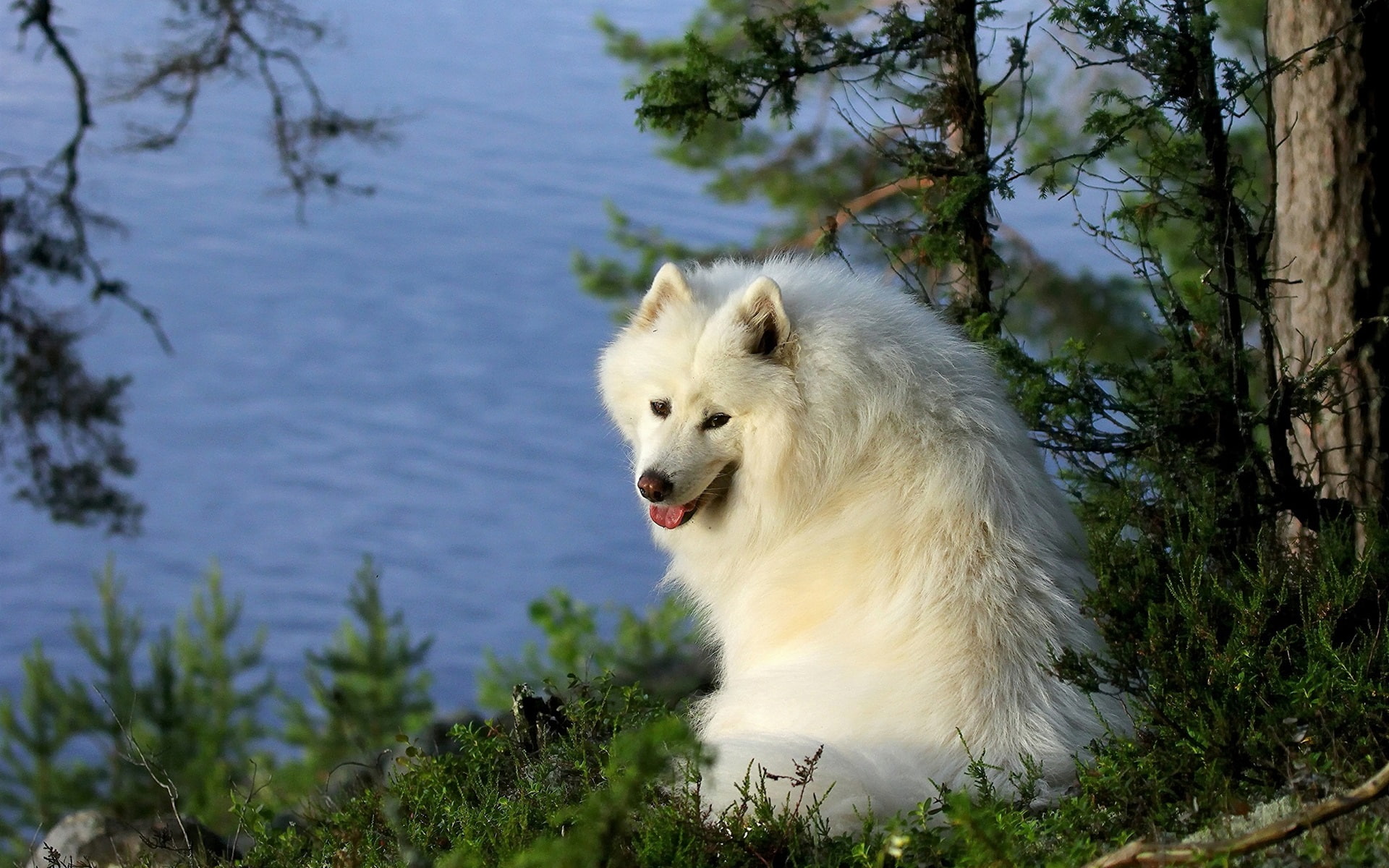 Samoyed, 1080P, Dog, River, Trees, HD Wallpaper