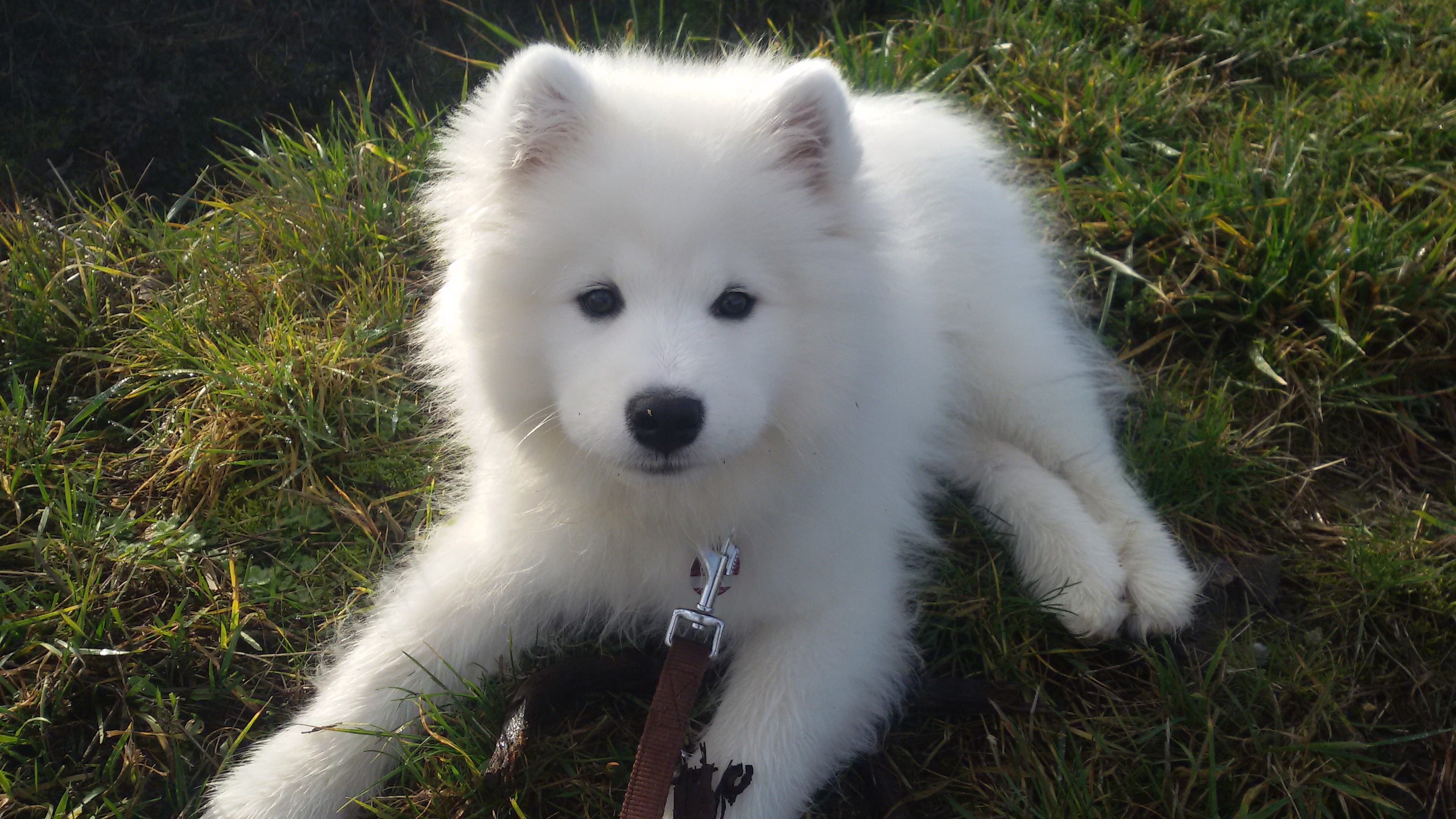 the Samoyed, white, 2K, puppy, dog, HD Wallpaper