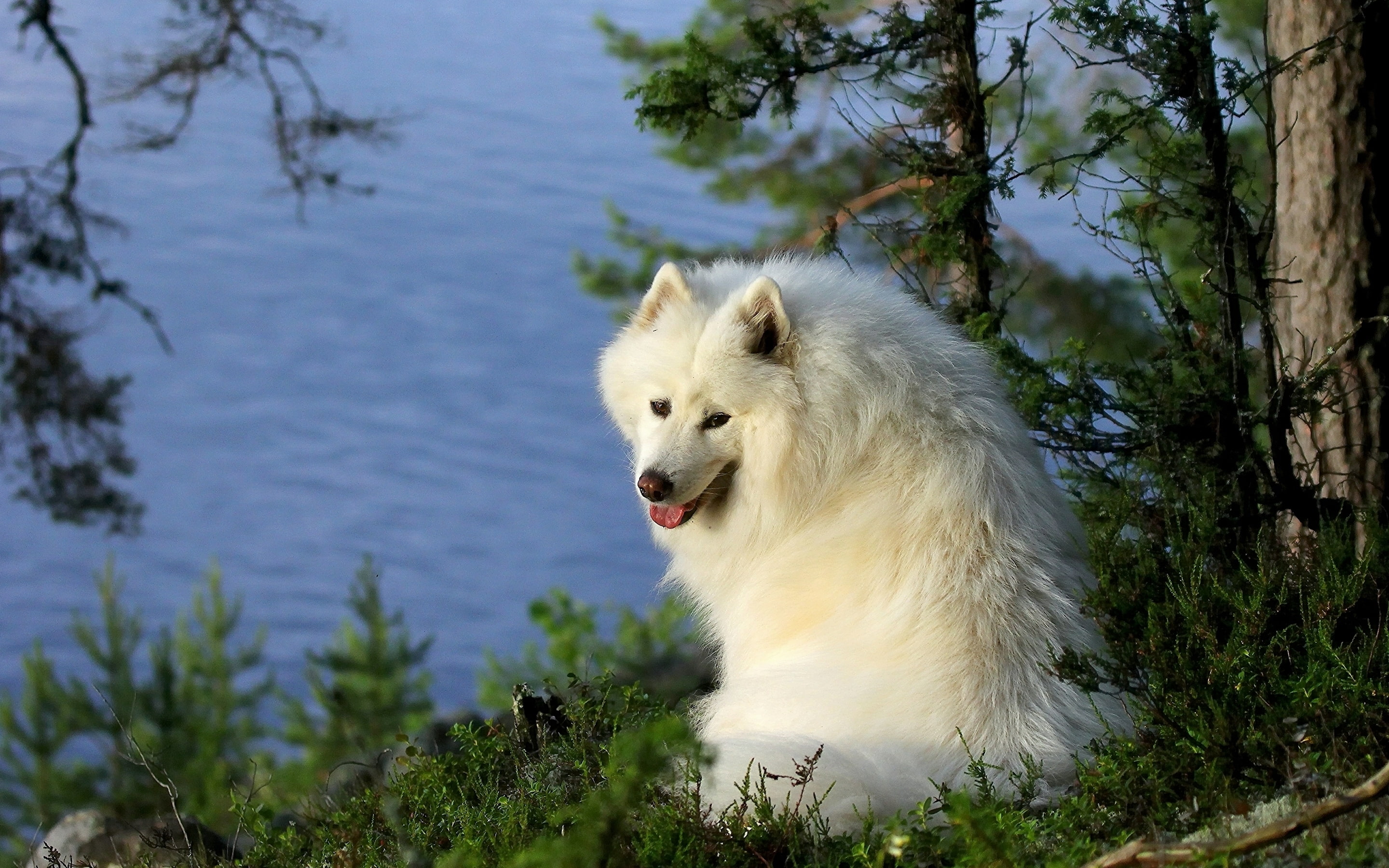 2K, samoyed, dog, HD Wallpaper