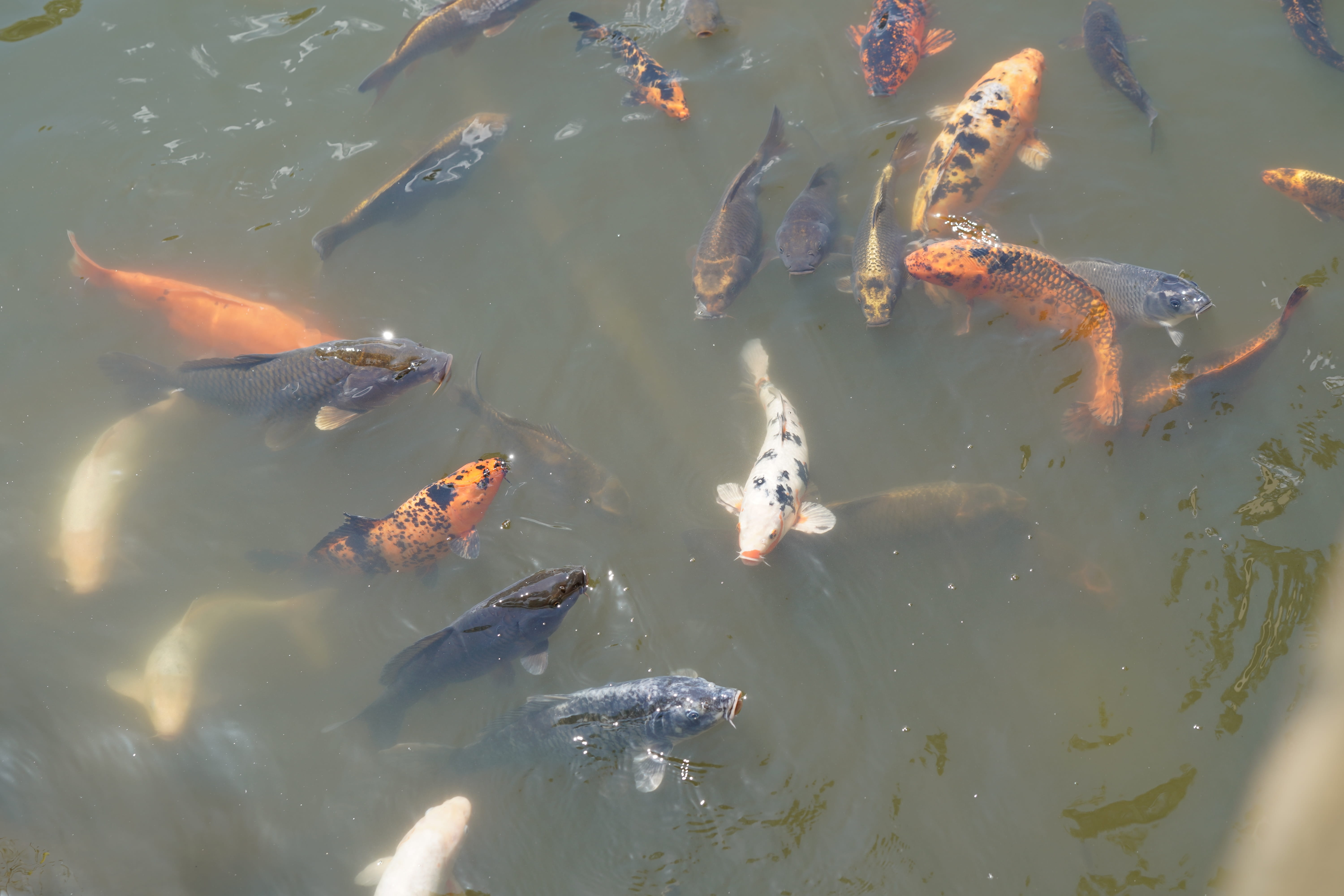 swim, luck, water surface, koi, vertebrate, marine, high angle view, outdoors, cultivar, japan, no people, wealth, animal themes, pond, group of animals, HD Wallpaper
