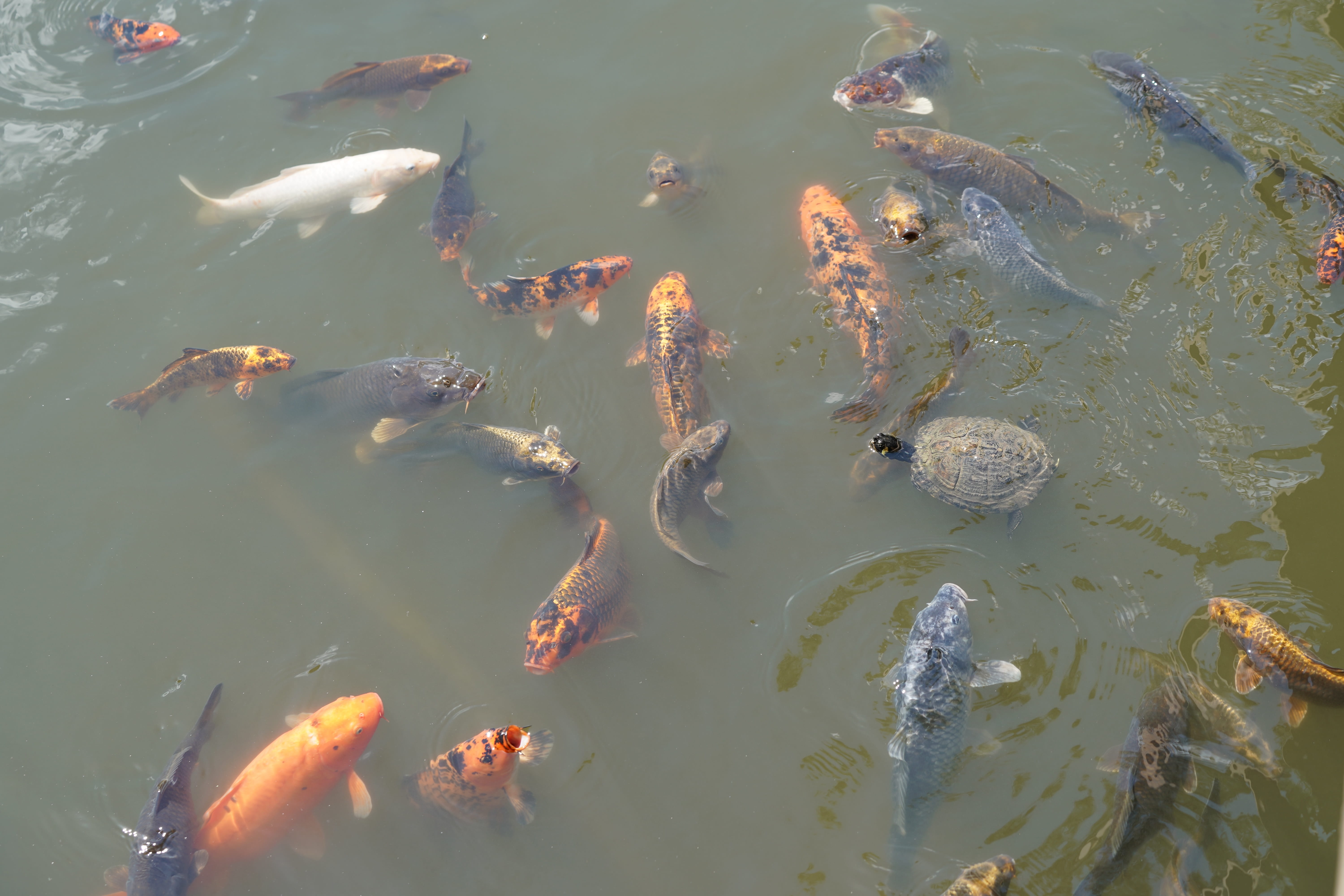 cultivar, mirroring, swimming, school of fish, wealth, japan, large group of animals, garden pond, nature, no people, orange, underwater, water surface, HD Wallpaper