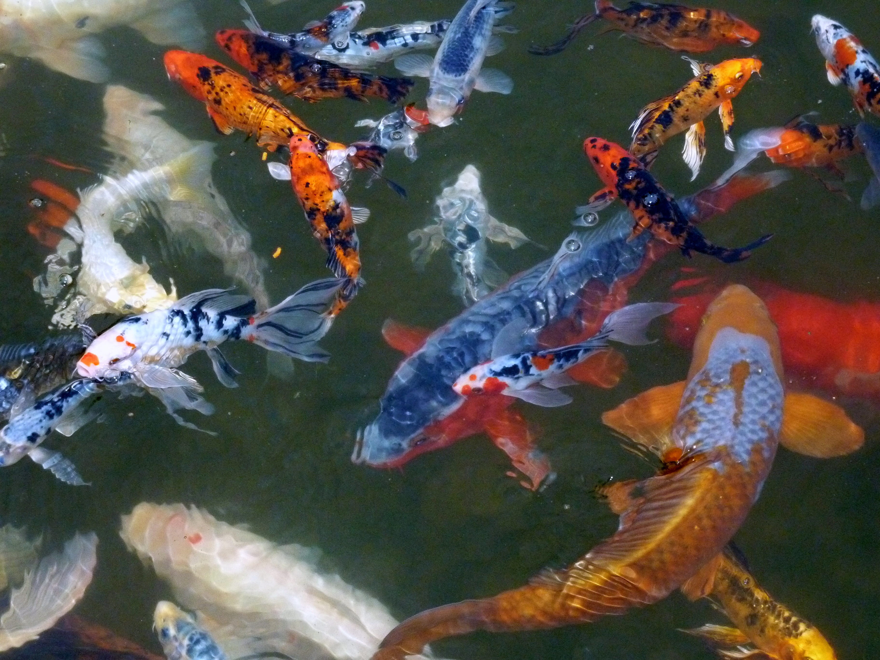animal themes, koi, school, underwater, large group of animals, sea, carp, no people, pond, animal, outdoors, japanese, asian, animal wildlife, animals in the wild, HD Wallpaper