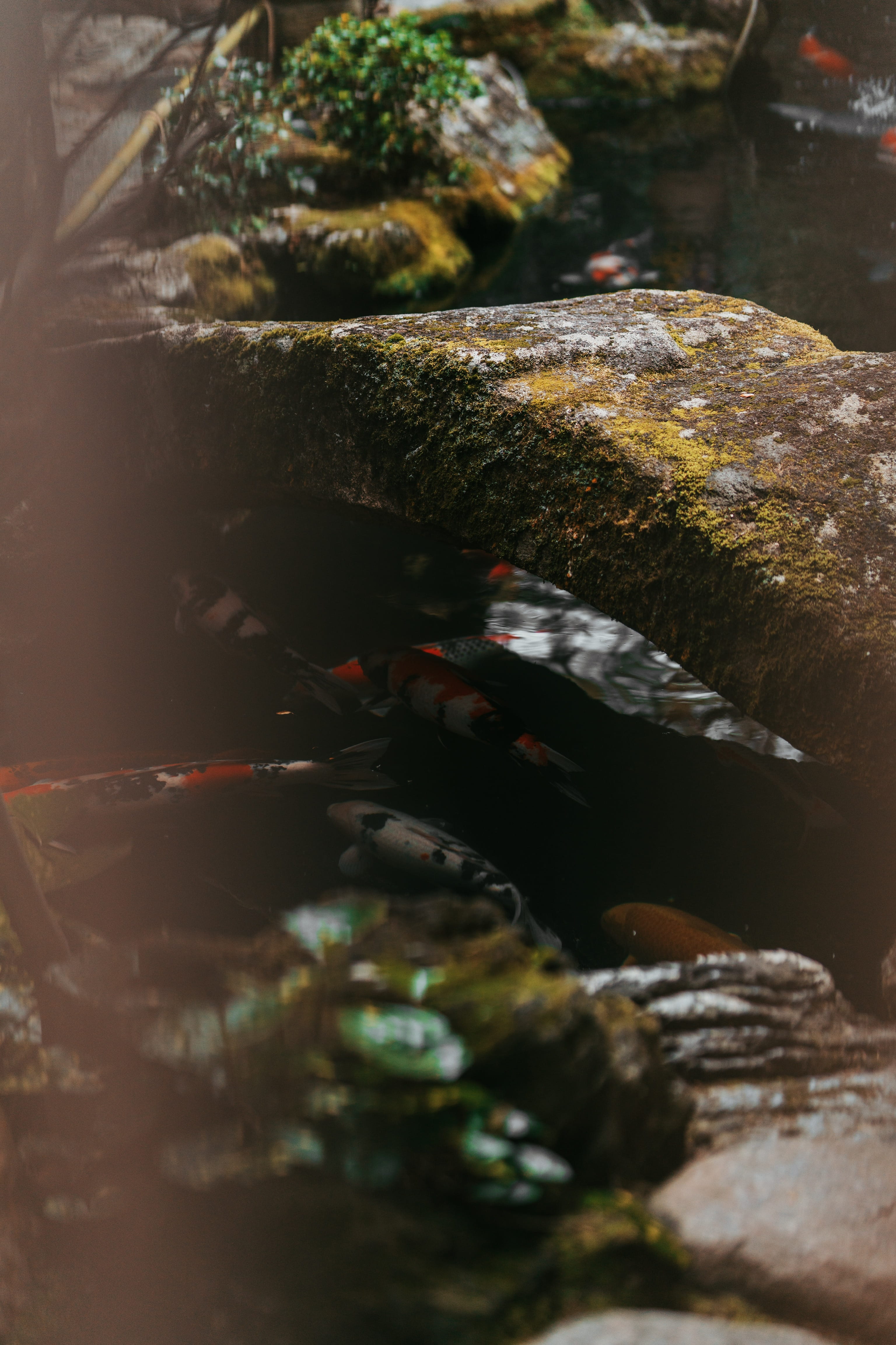 stone, reflection, pond, no people, animals in the wild, close-up, solid, animal, flowing water, carp, rock - object, animal wildlife, sea, peace, flowing, Phone HD Wallpaper