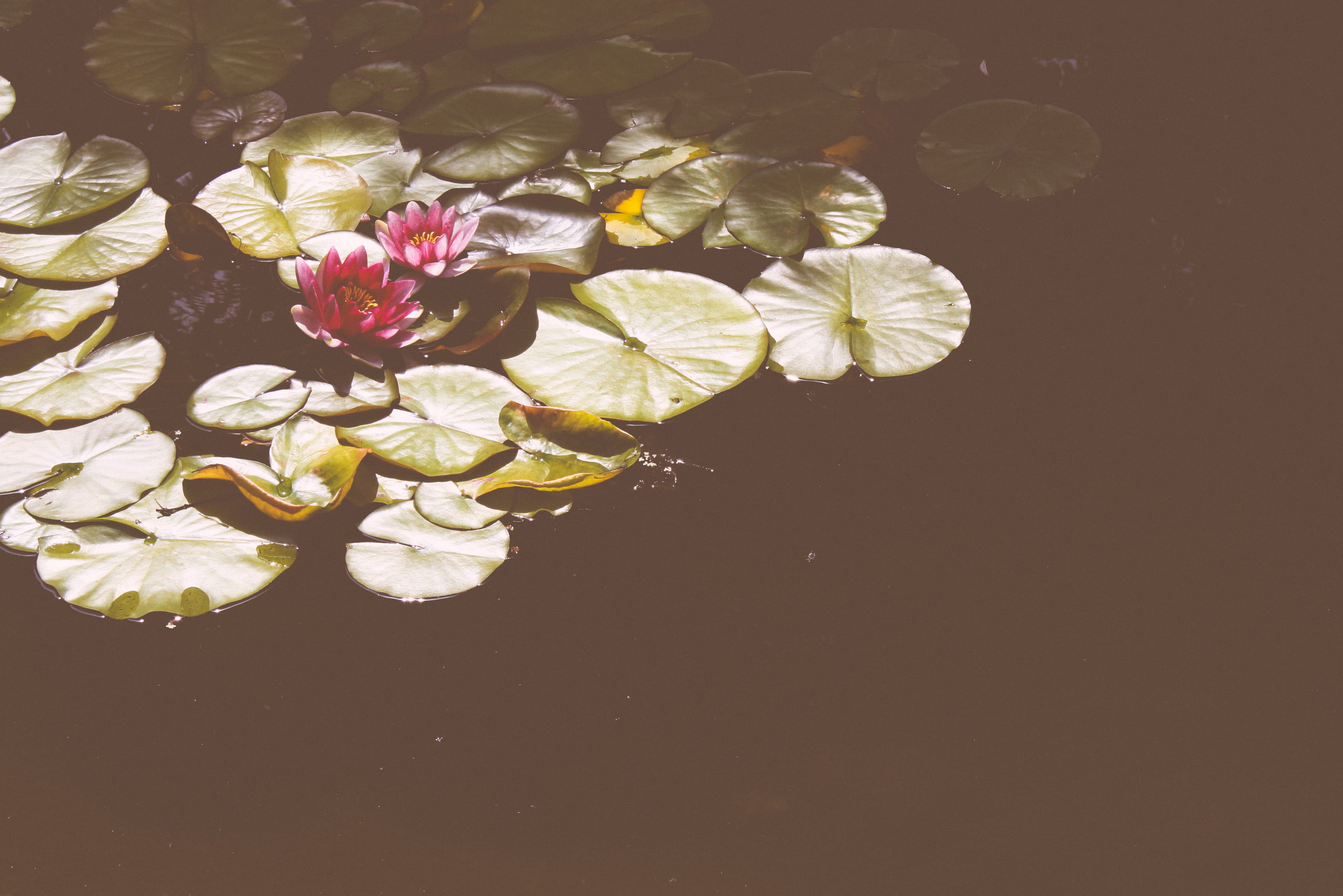 inflorescence, flowering plant, nature, lily, high angle view, fragility, close-up, blossom, ripple, copy space, no people, vulnerability, plant, petal, HD Wallpaper