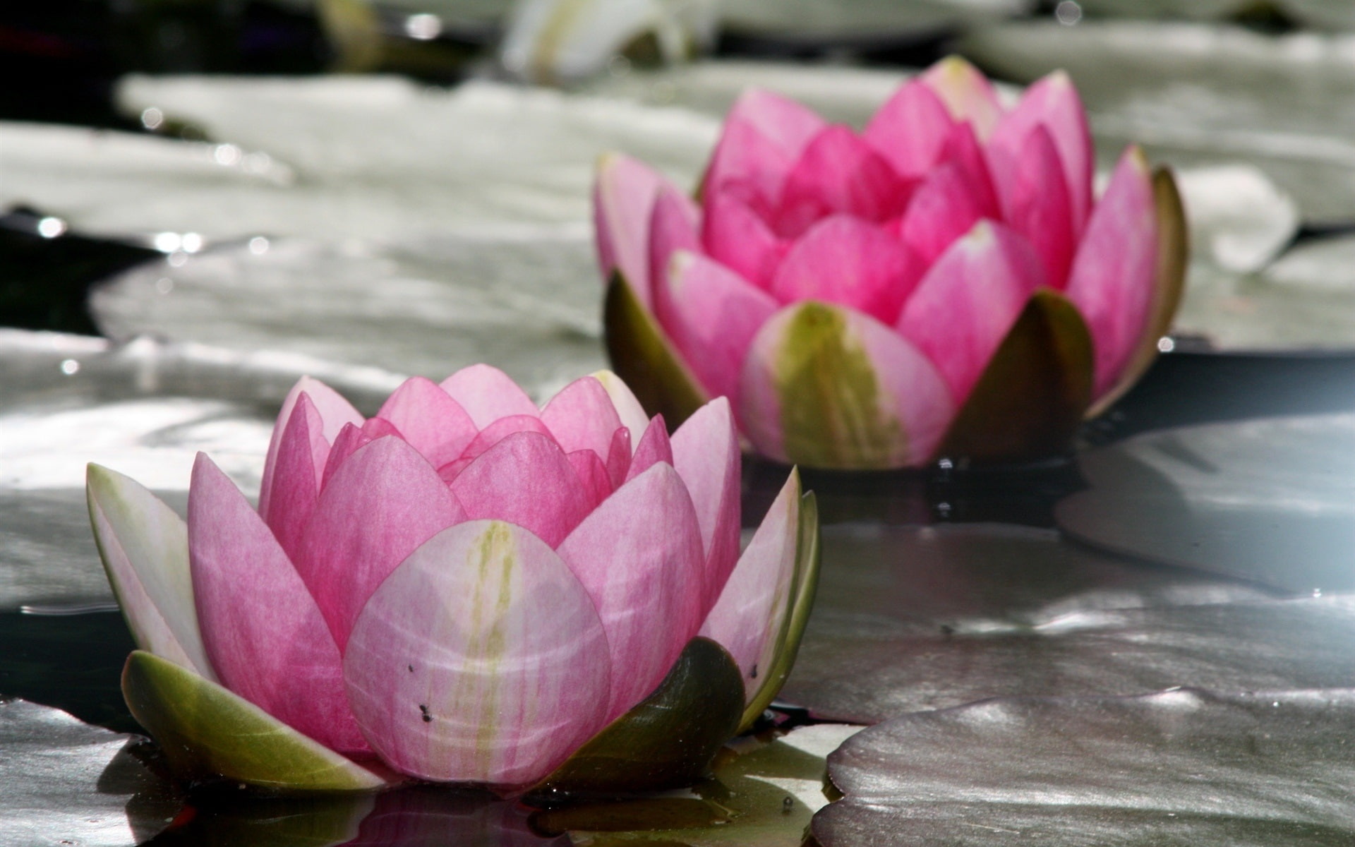 Flowers, 1080P, two, Lake, Lily, Water, Lotus, Pink, HD Wallpaper