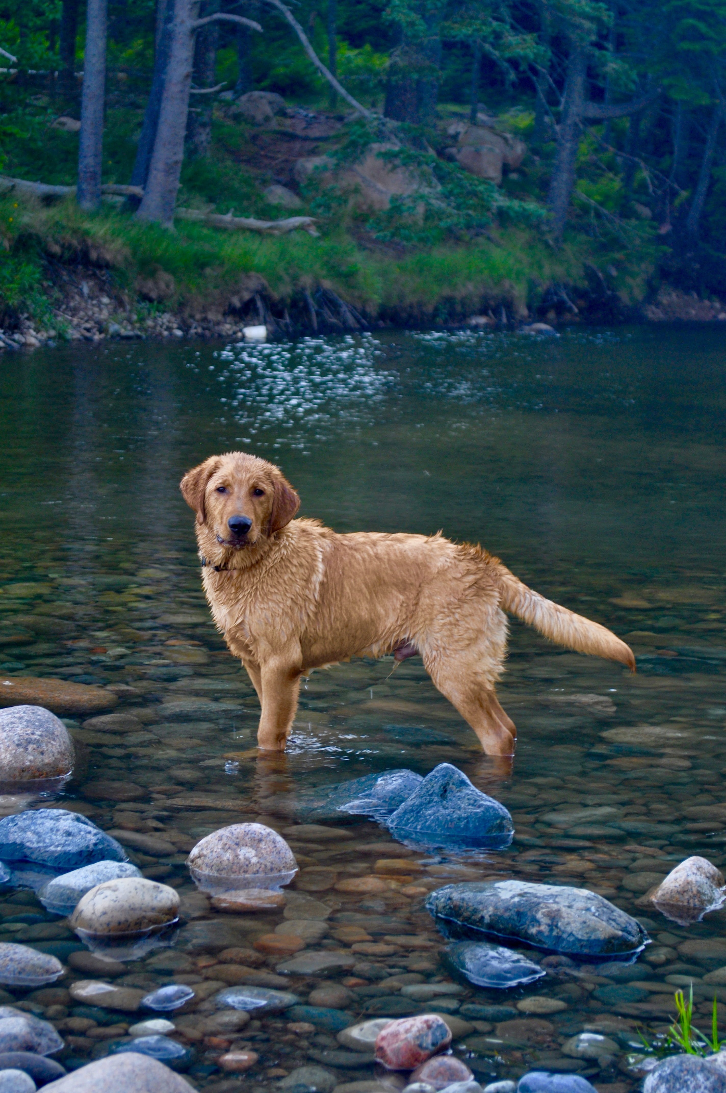 pets, dog, domestic, lab, water, 4K, lake, rock, domestic animals, nature, stone - object, day, animal, golden, vertebrate, mammal, rock - object, outdoors, Phone HD Wallpaper