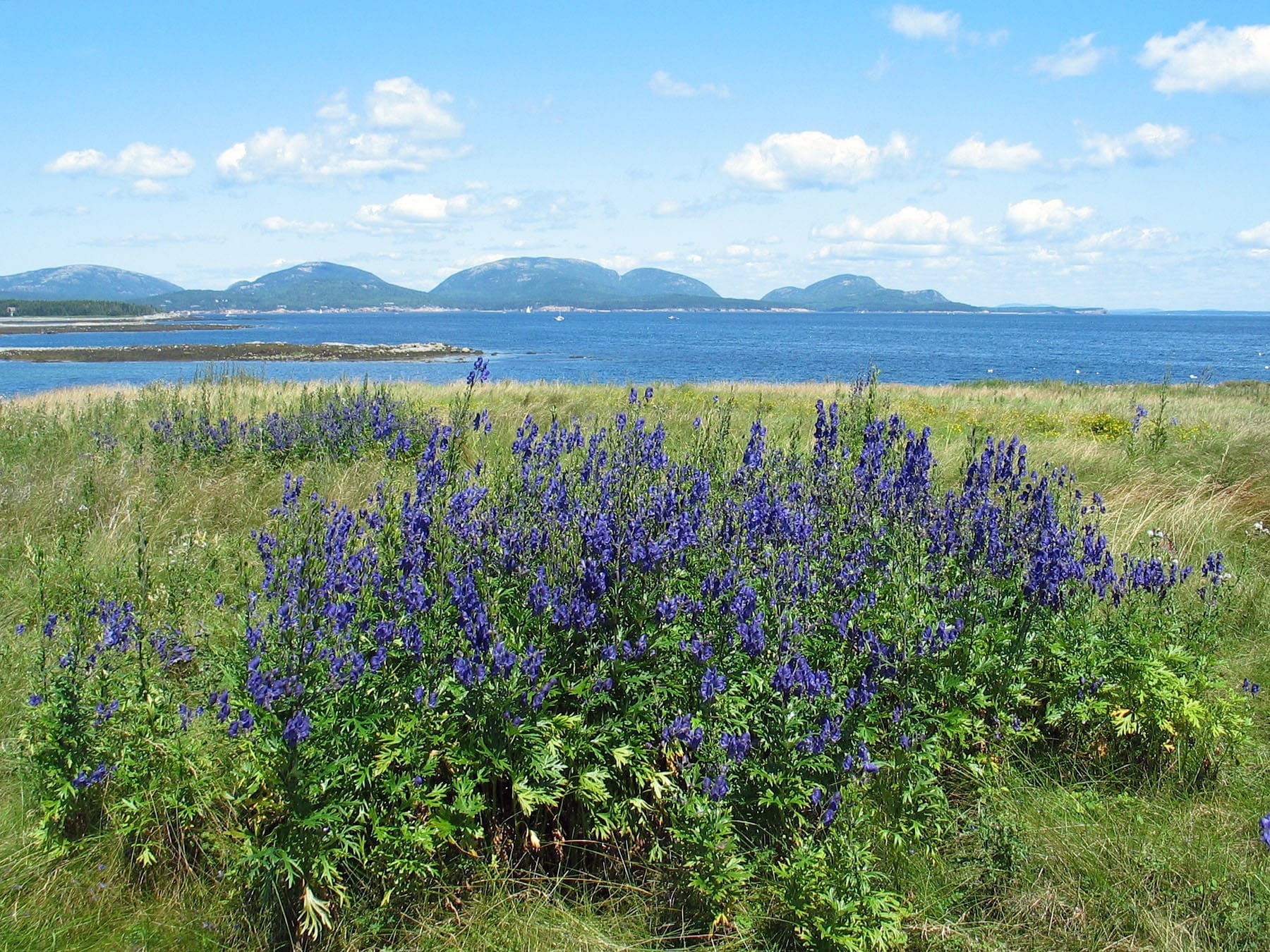 water, beauty in nature, scenics - nature, purple, national, summer, no people, countryside, ocean, flower, cloud - sky, day, Acadia National Park, Maine, HD Wallpaper