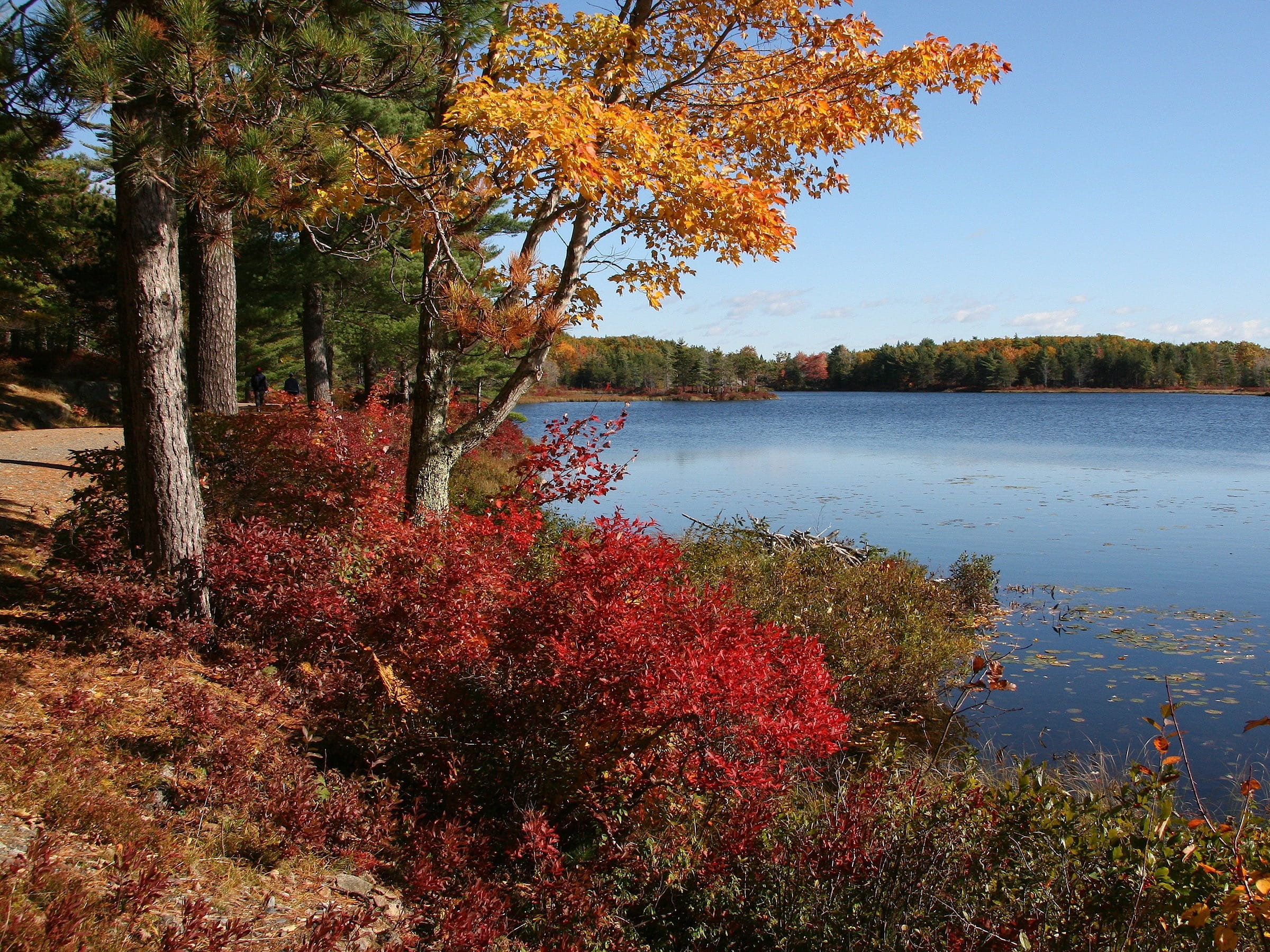 autumn, growth, water, outside, change, scenics - nature, tree, nature, landscape, day, trees, fall, colorful, countryside, acadia national park, idyllic, HD Wallpaper