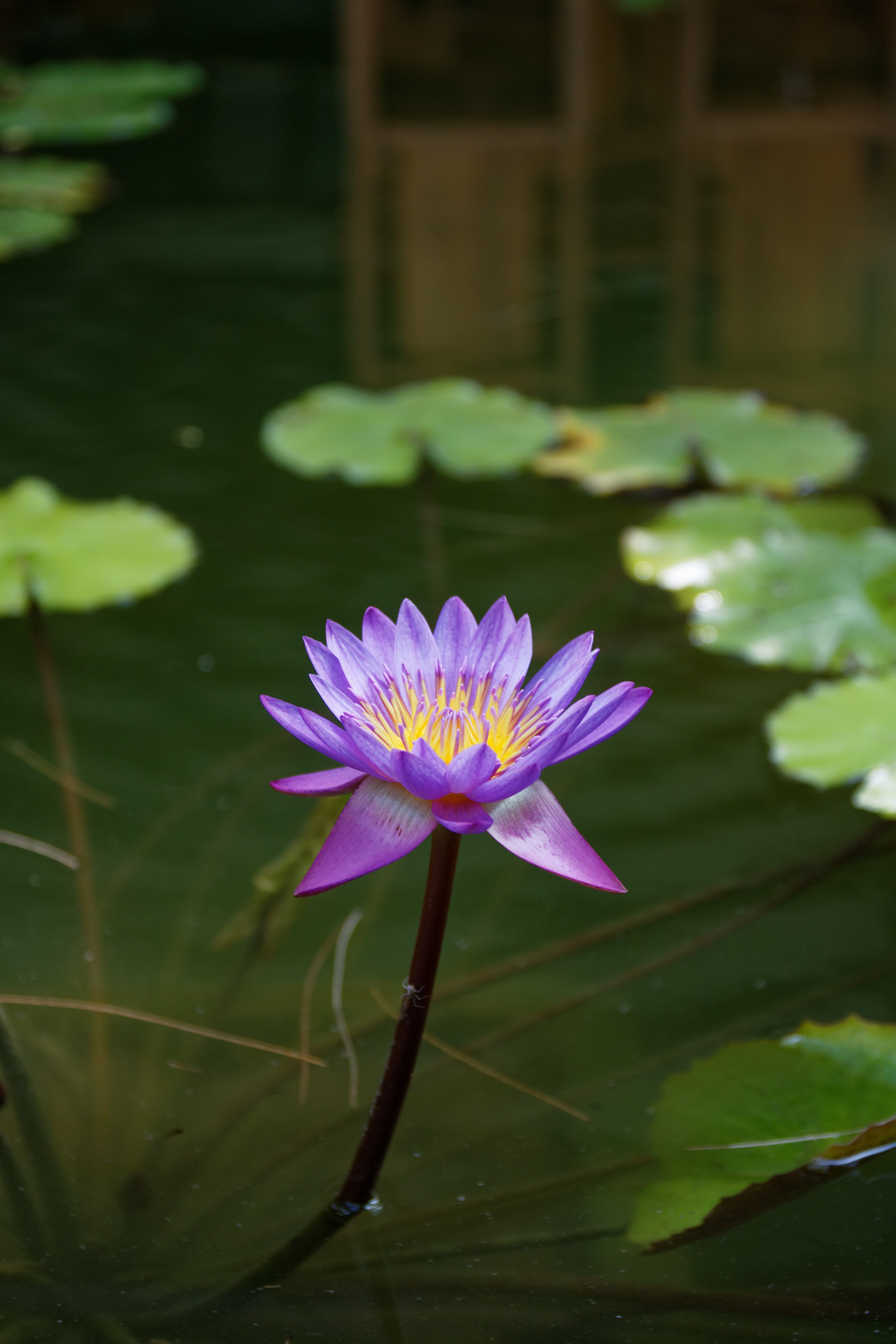 water, inflorescence, fragility, no people, 5K, freshness, summer, vulnerability, blossom, flower head, petal, beauty in nature, plant part, pink color, Phone HD Wallpaper