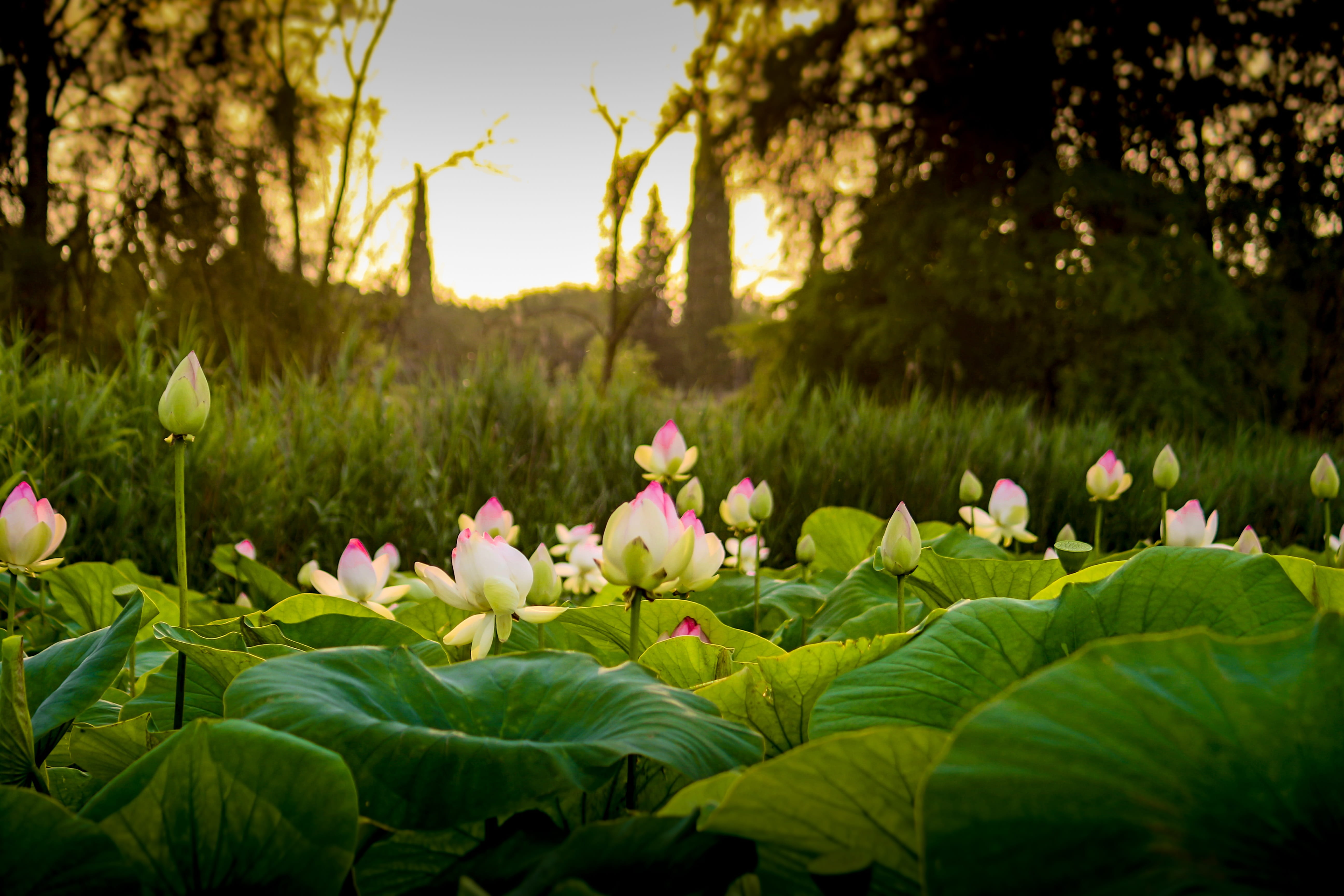 lotus water lily, freshness, plant, pink, vulnerability, growth, plants, tree, blossom, Lotus, flower Head, twilight, summer flowers, no people, close-up, HD Wallpaper