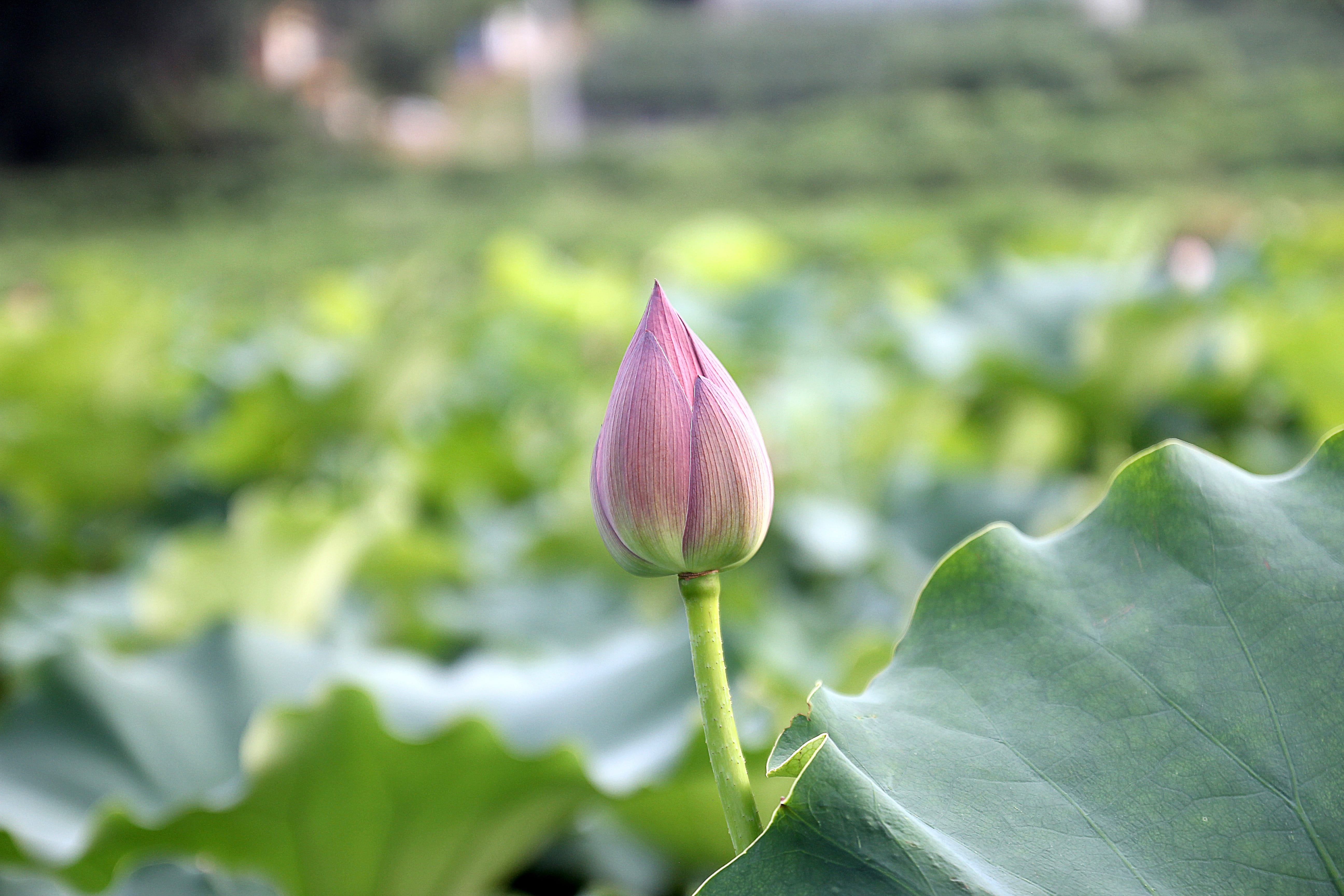 aquatic, Bloom, vulnerability, inflorescence, fragility, freshness, botany, no people, leaf, petal, lotus Water Lily, flowering plant, water Lily, summer, HD Wallpaper