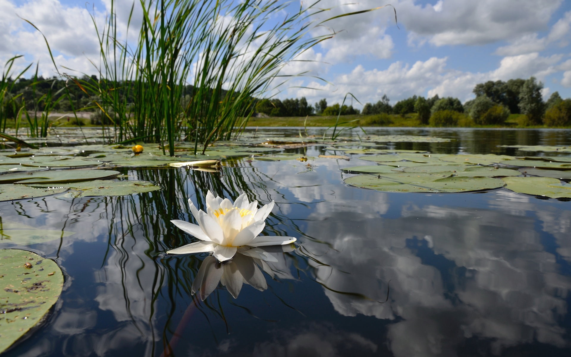 beauty, 1080P, sky, outdoors, freshness, lake, landscape, clouds, day, vulnerability, relaxation, leaf, beauty In Nature, fragility, mirror, water-lily, HD Wallpaper