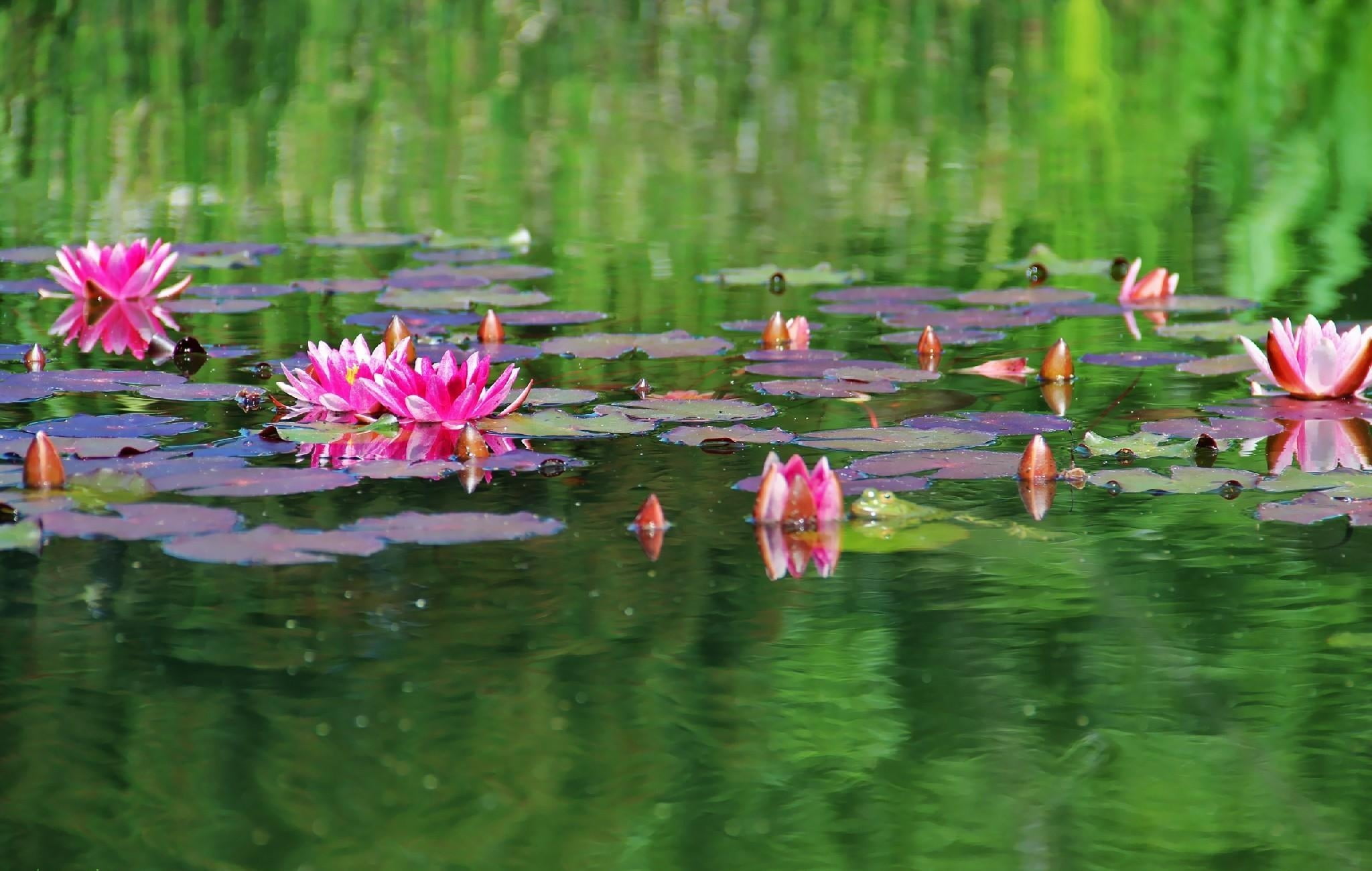 surface, freshness, plant part, tranquil Scene, floating, asia, no people, waterfront, single Flower, floating On Water, reflection, leaves, water Lily, HD Wallpaper