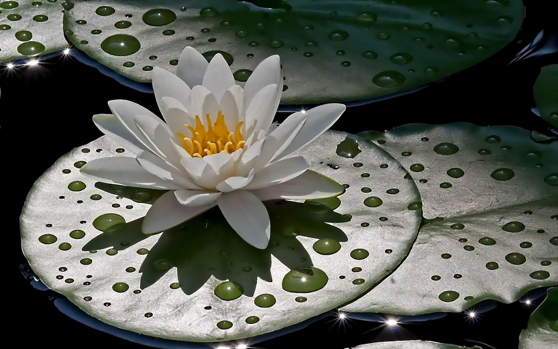 glare, 1080P, water Lily, no people, green Color, plant, botany, outdoors, green, lake, purity, leaf, single Flower, lotus Water Lily, fragility, petal, HD Wallpaper