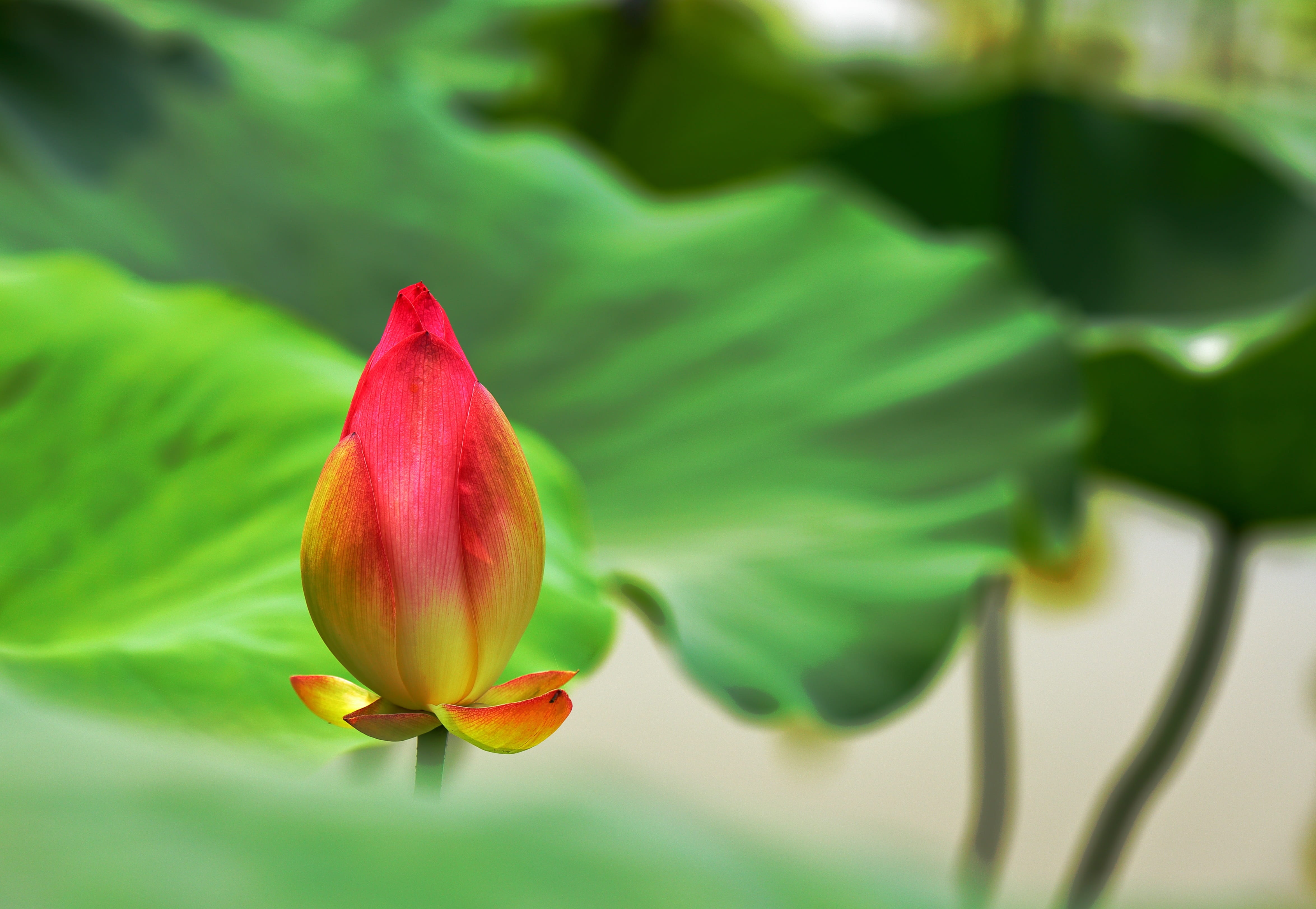 leaf, cold good work, flower Head, nature, botany, blossom, tulip, vulnerability, summer, lotus, close-up, plant part, Cold, petal, fragility, no people, HD Wallpaper