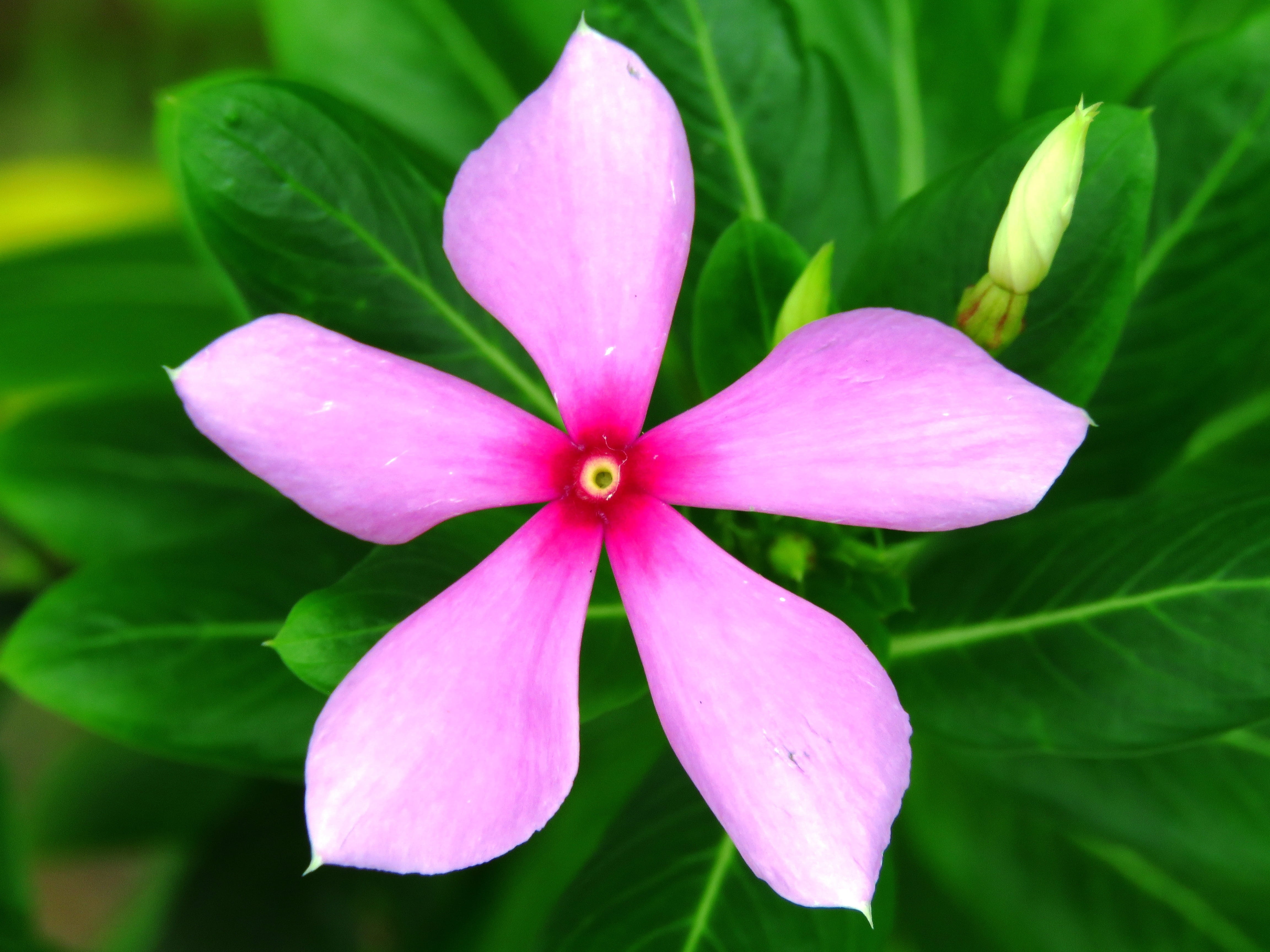 summer, nature, freshness, garden, vulnerability, leaf, no people, fragility, 4K, water Lily, beauty In Nature, plant part, day, green Color, pink Color, HD Wallpaper