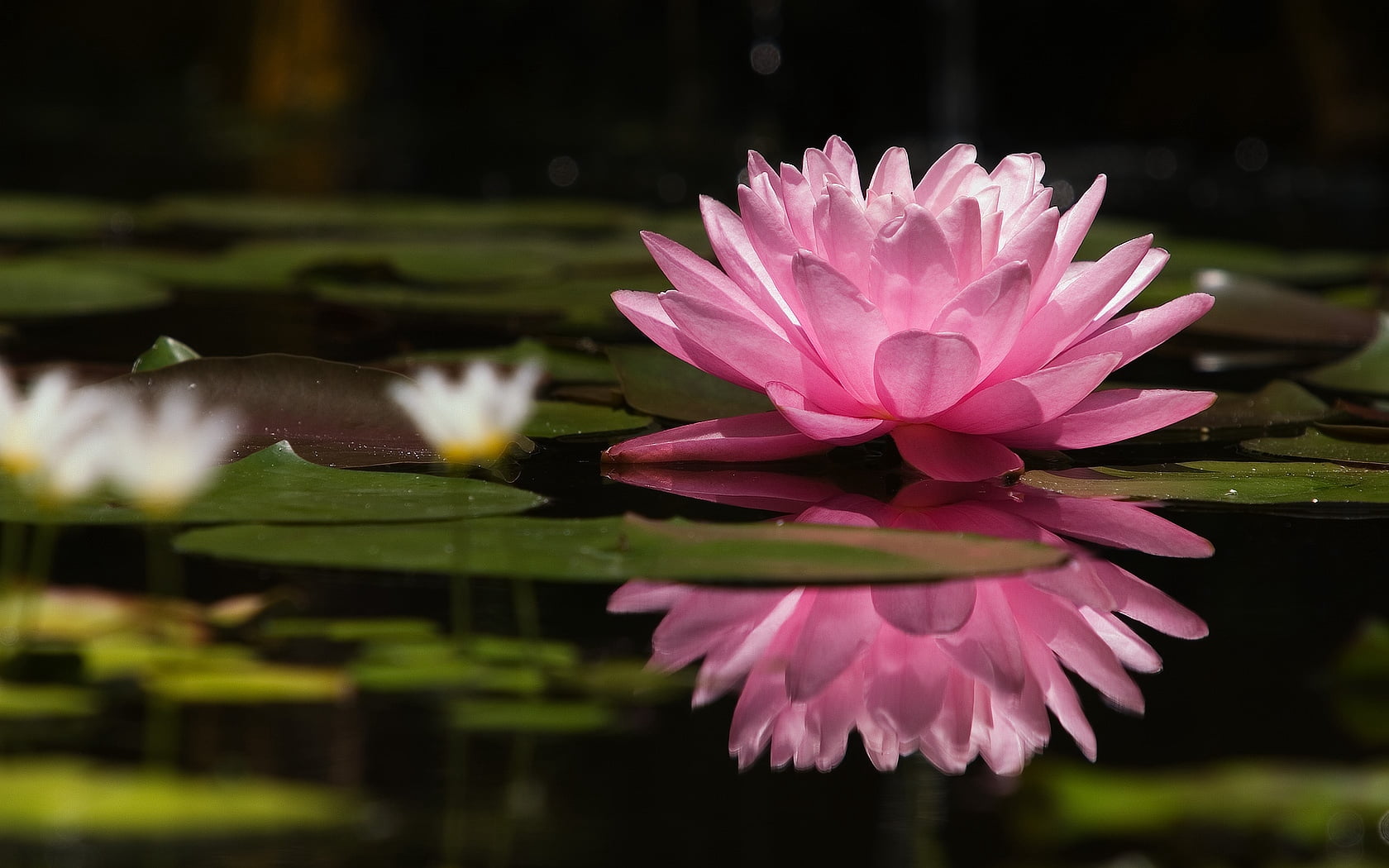 plant, flower, vulnerability, lake, formal Garden, surface, water Lily, green, outdoors, nature, botany, close-up, water, summer, pink, floating on water, HD Wallpaper