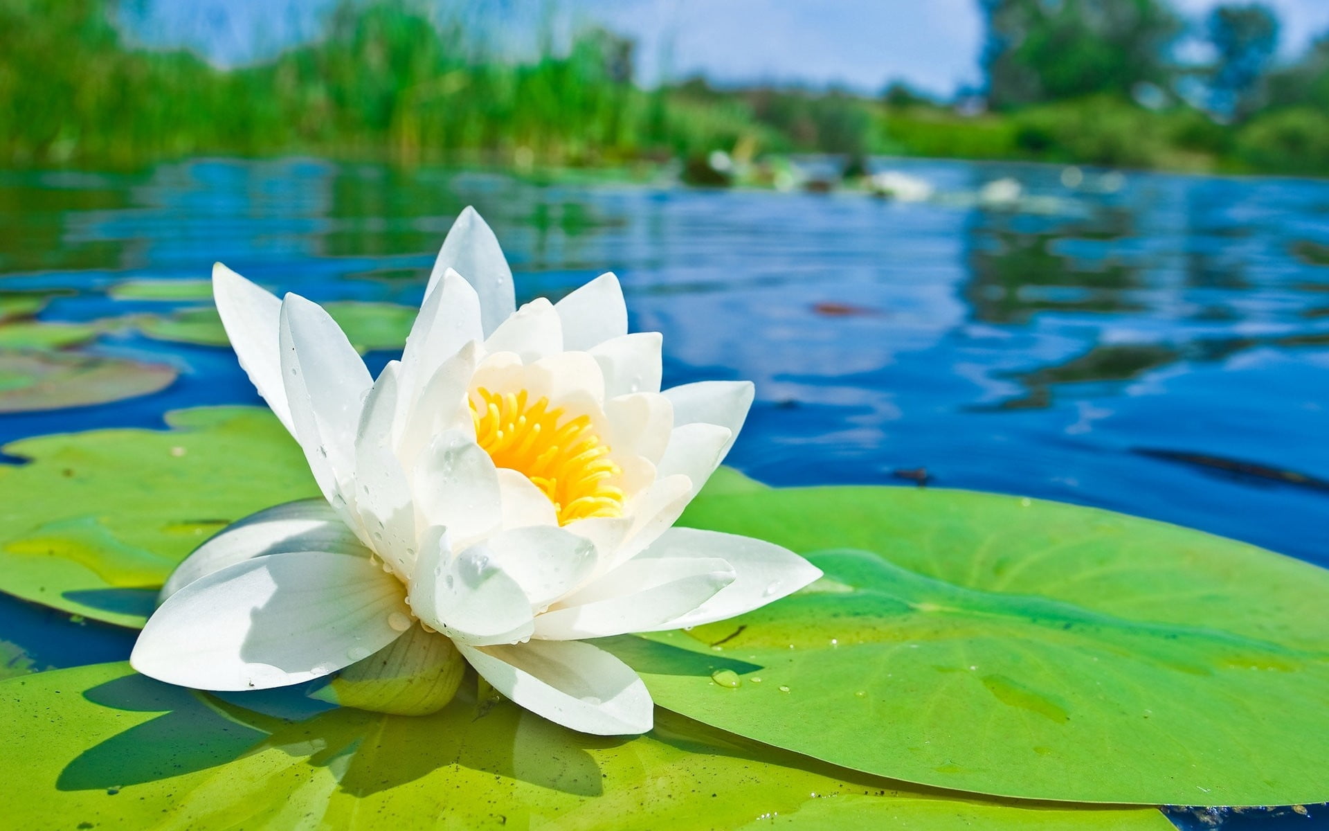 lake, water Lily, lily, close-up, relaxation, summer, no people, pink Color, floating On Water, tranquil Scene, green Color, leaf, blossom, backgrounds, HD Wallpaper
