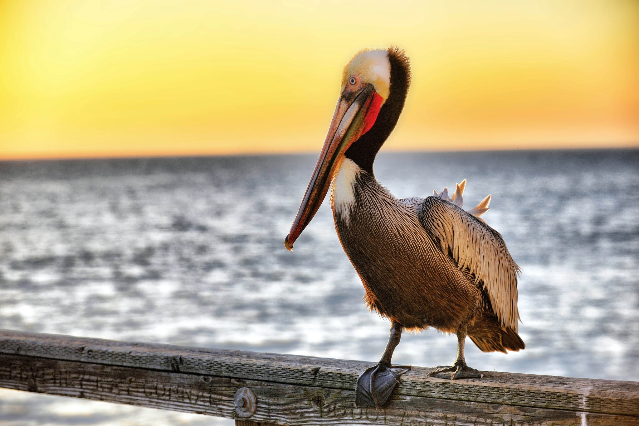 animals, focus on foreground, pelicans, stork, animal themes, animal, water, bird, outdoors, one animal, beauty in nature, beak, animal wildlife, freshwater bird, HD Wallpaper