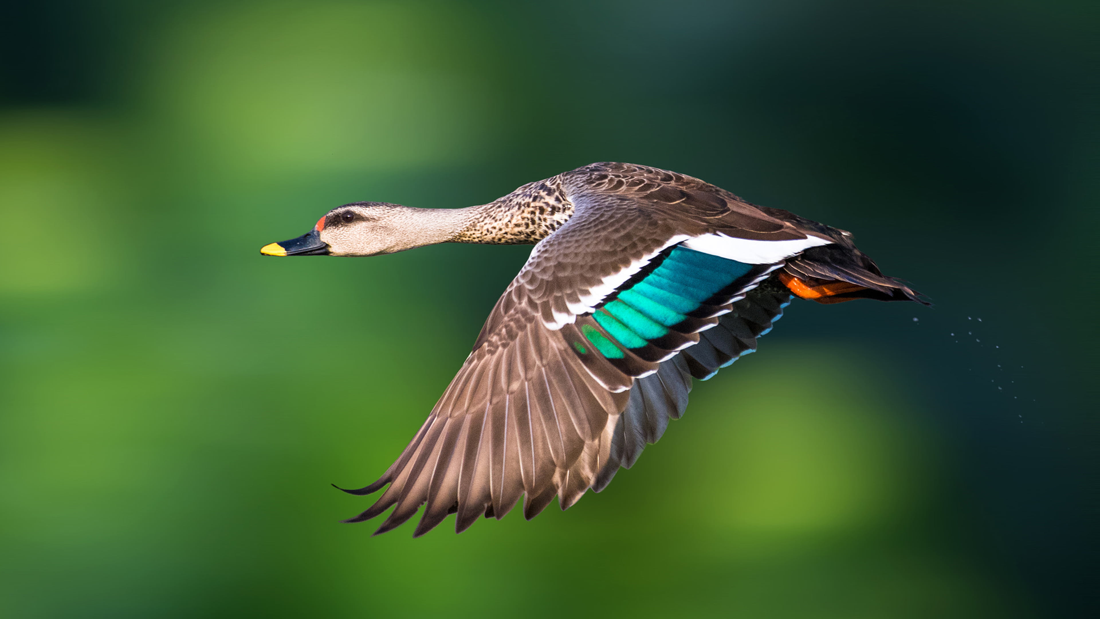 duck, inhabited, indian, spot, flying, subcontinent, hd, vertebrate, poecilorhyncha, one animal, nature, outdoors, bird, freshwater, billed, full length, HD Wallpaper