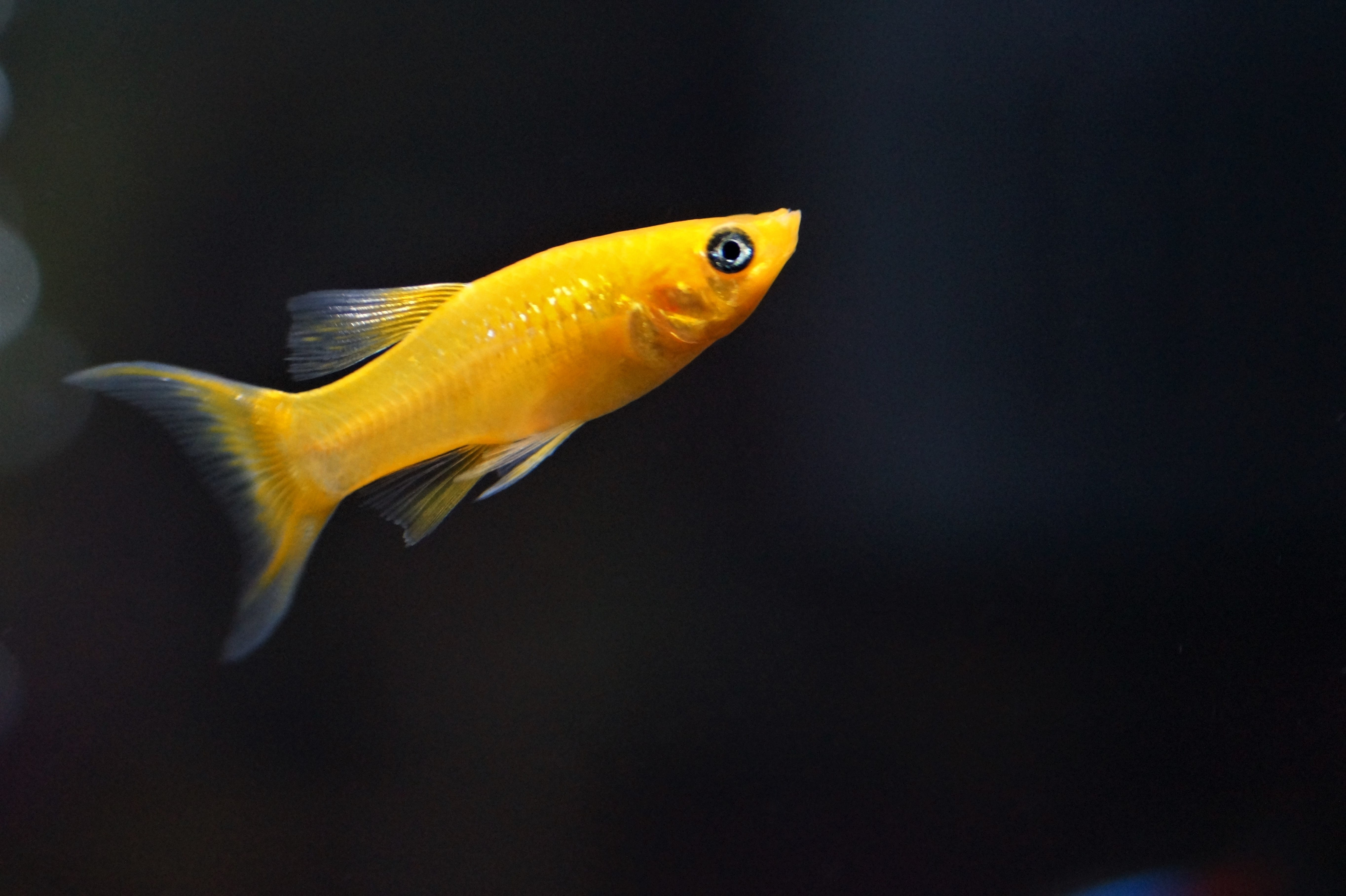 5K, yellow, poecilia sphenops, fish, water, nature, animals in the wild, indoors, no people, marine, sea life, fishy, saltwater fish, gold molly, swimming, HD Wallpaper