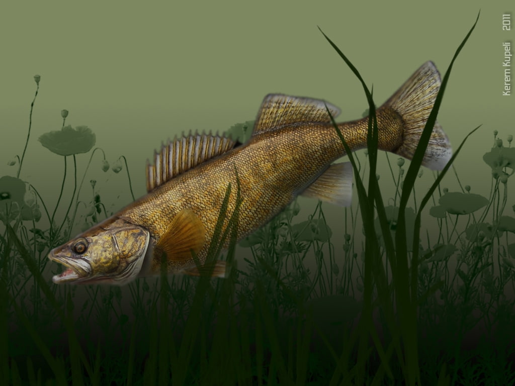 river, freshwater, FISH, walleye, animals, 480P, hd, kupeli, kerem, art, lake, fishing, HD Wallpaper