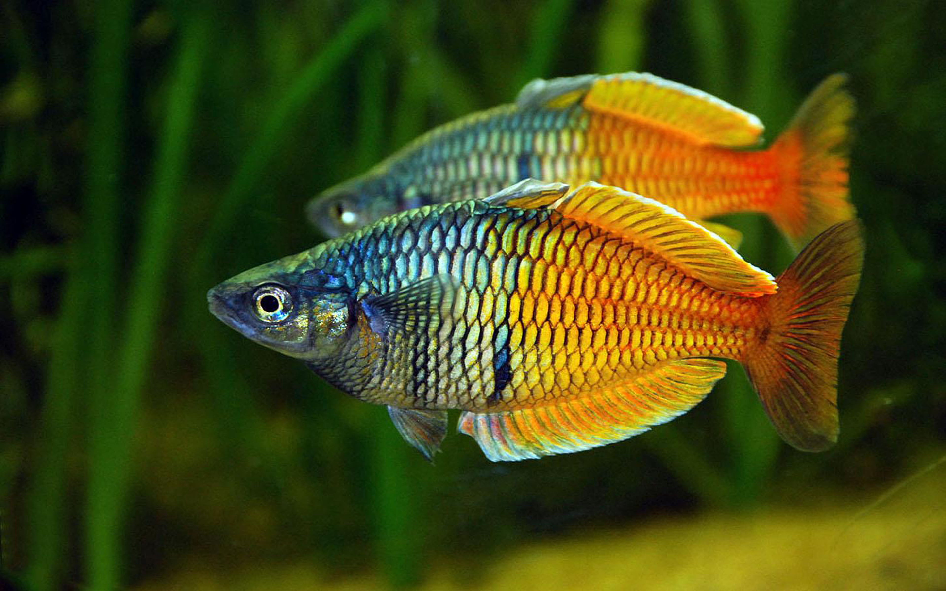 marine, swimming, no people, animal, water, 4K, focus on foreground, sea, melanotaenia, vertebrate, aquarium, underwater, freshwater, boesemani, one animal, HD Wallpaper