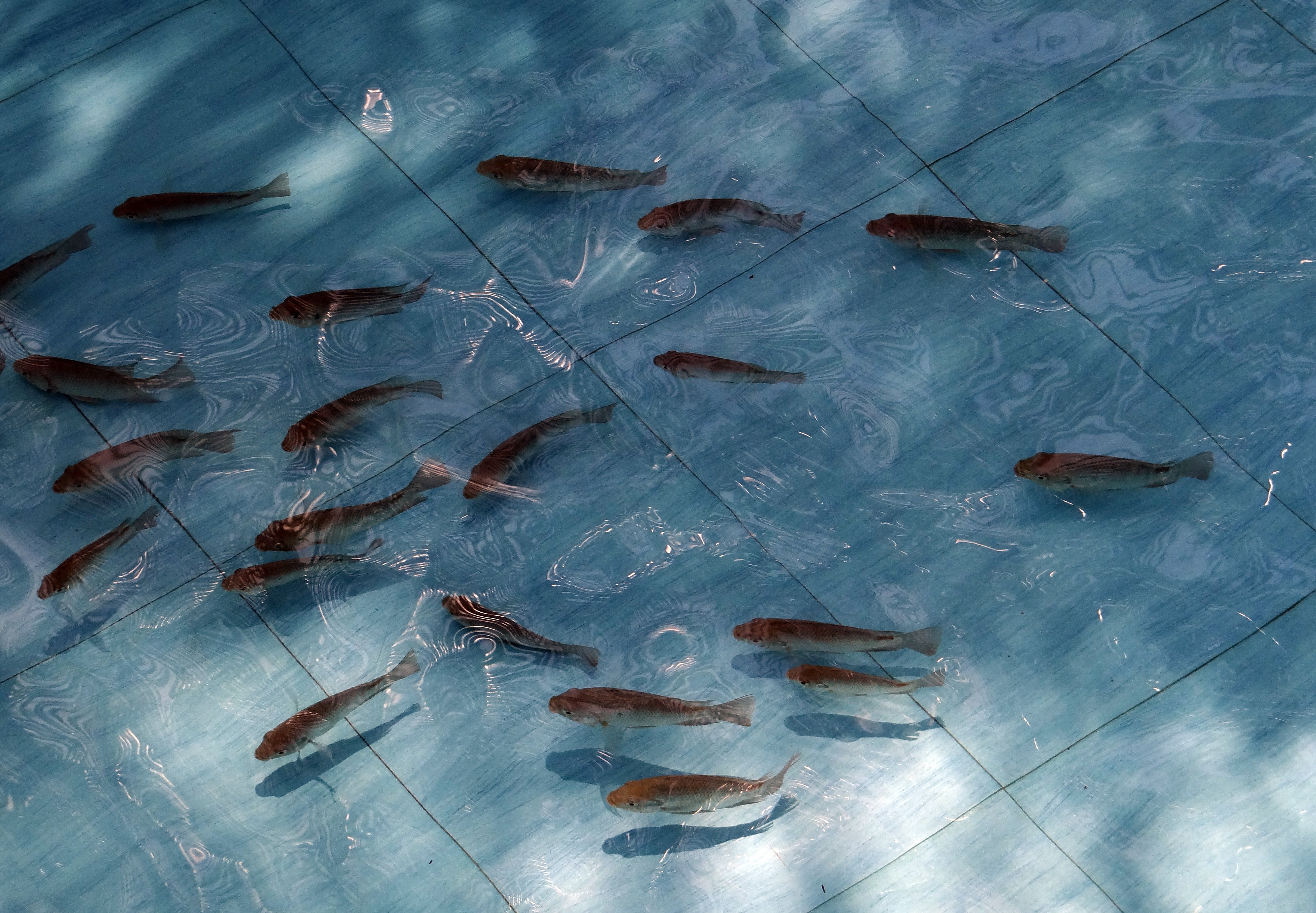 4K, indoors, aquatic, close-up, fish, day, blue, fresh water, pond, large group of objects, metal, wood - material, freshwater, hobby, textured, backgrounds, HD Wallpaper