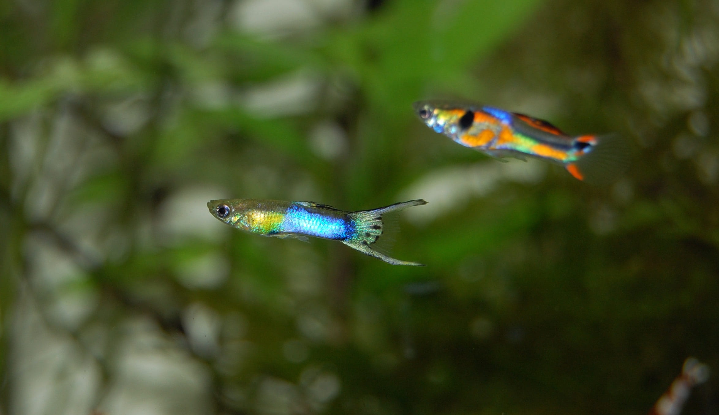 motion, flying, colorful, animals in the wild, freshwater, animal wildlife, guppy, multi colored, day, 1080P, water creature, toy, outdoors, swimming, HD Wallpaper