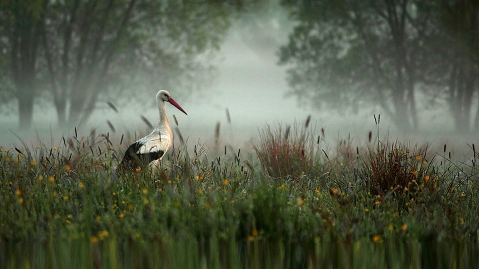grass, 1080P, outdoors, one animal, animal, animal themes, no people, nature, white stork, fog, freshwater bird, bird, vertebrate, side view, profile view, HD Wallpaper