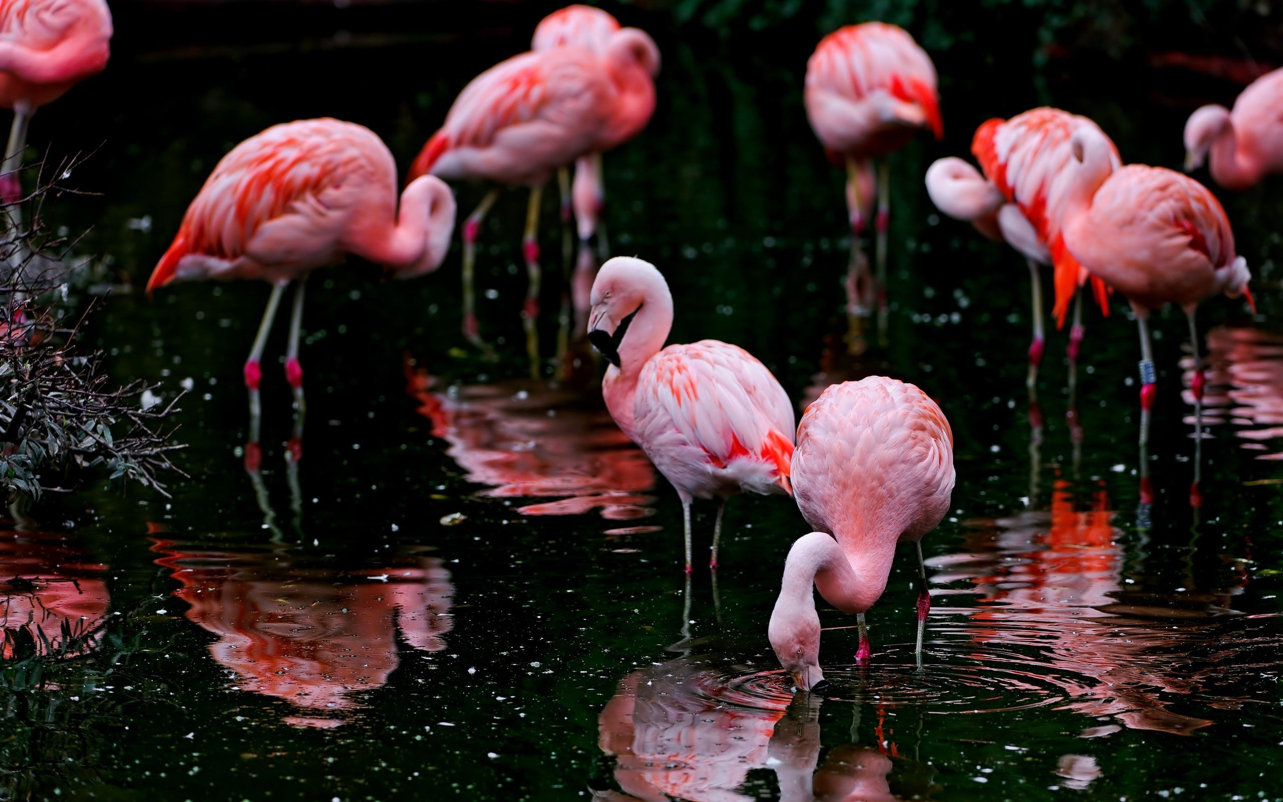 animal wildlife, outdoors, lake, day, animals in the wild, group of animals, vertebrate, animals, freshwater bird, water, reflection, pink color, 2K, no people, HD Wallpaper